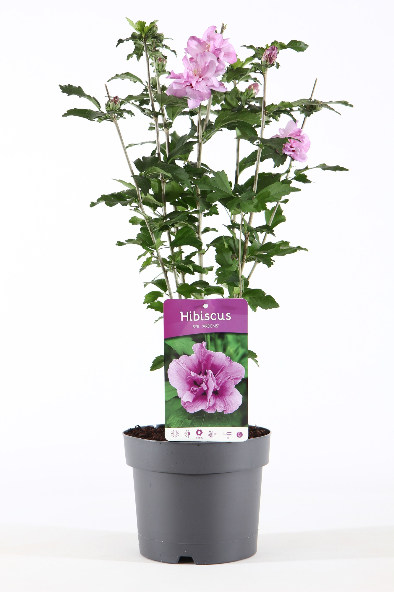 Hibiscus syr. 'Ardens' P19/C3, D 19 cm