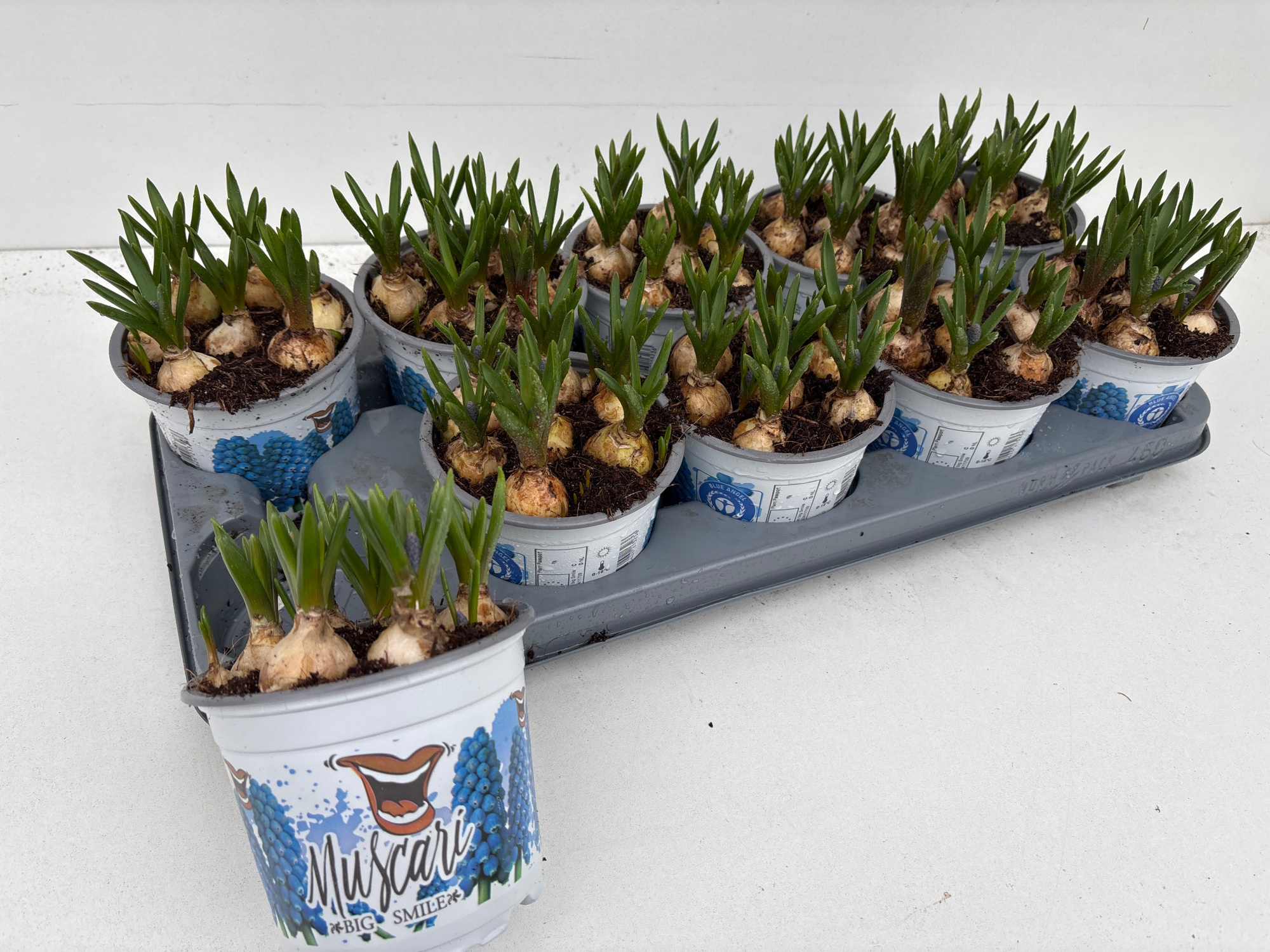 muscari big smile 12cm, D 12