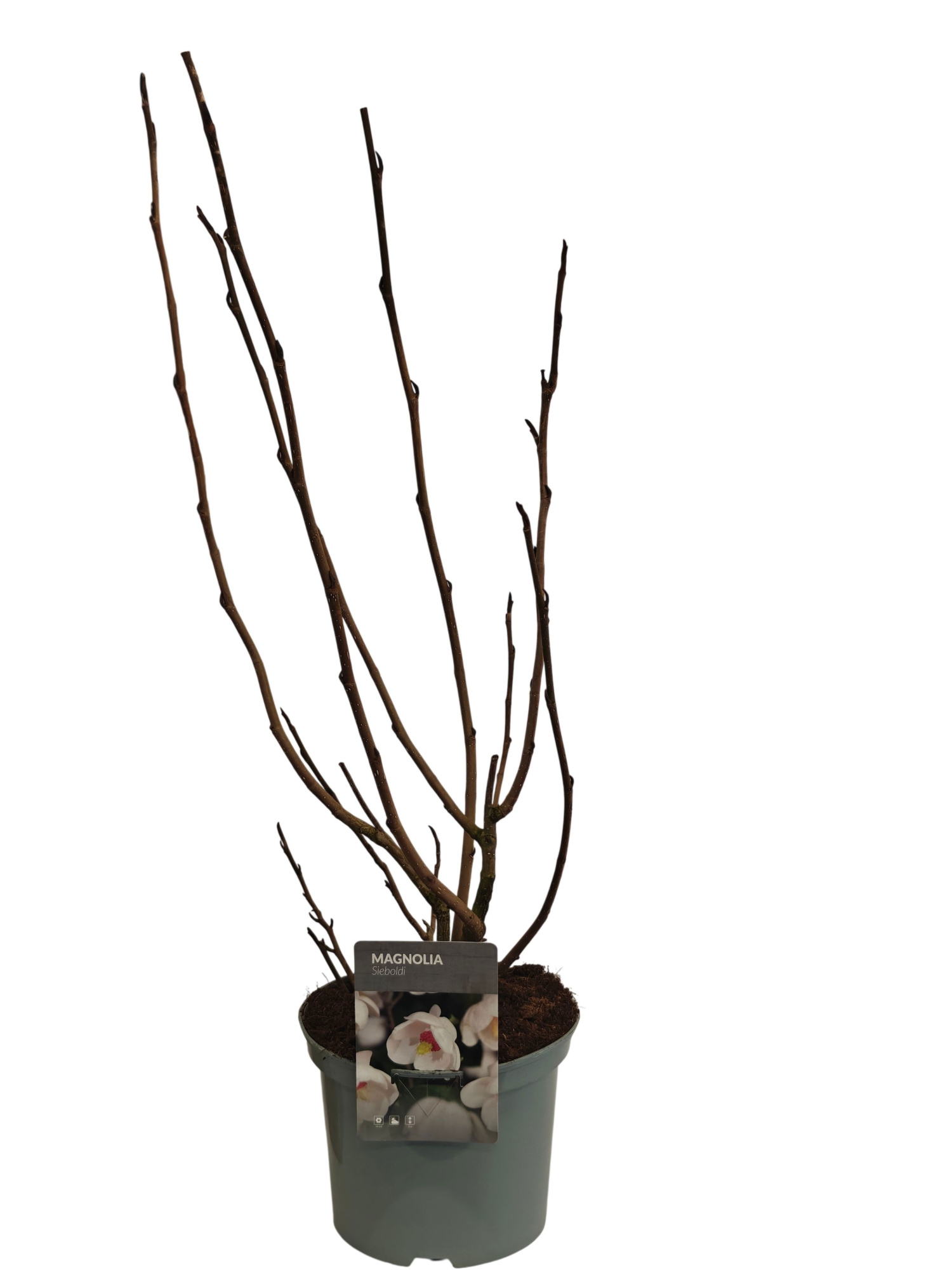 Magnolia sieboldi C5, D 23