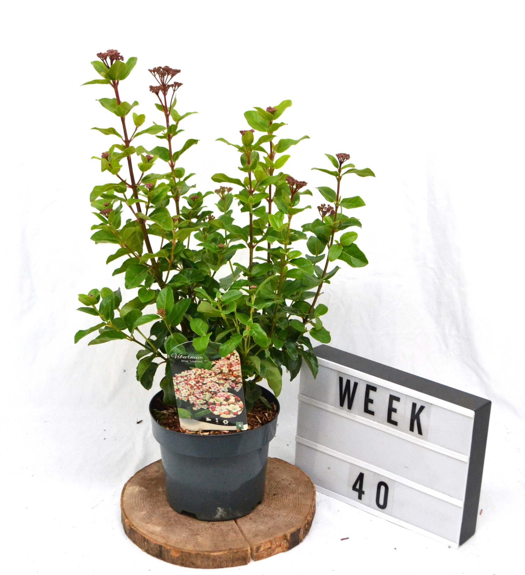 Viburnum Tinus Lisarosa C3 40/50, D 19 cm