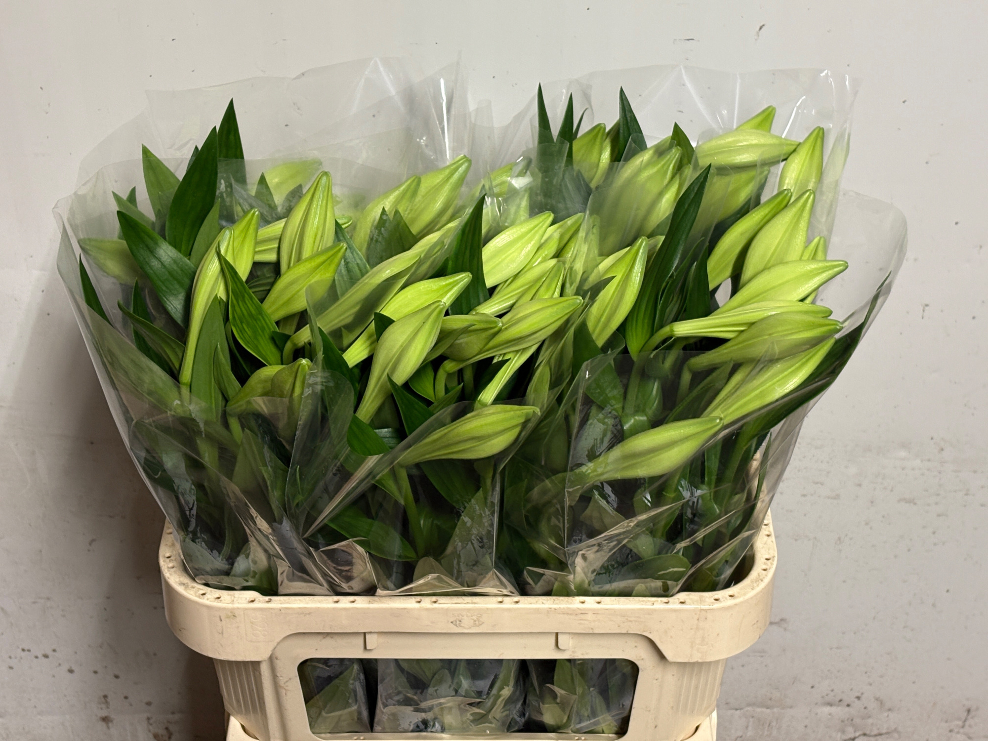 Лилия Вайт Хэвен 80, шт.