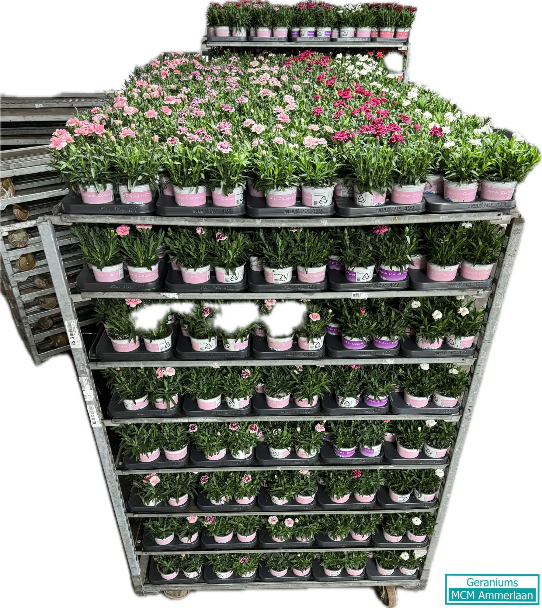 Dianthus Osc Mix Perlaag, D 10,5