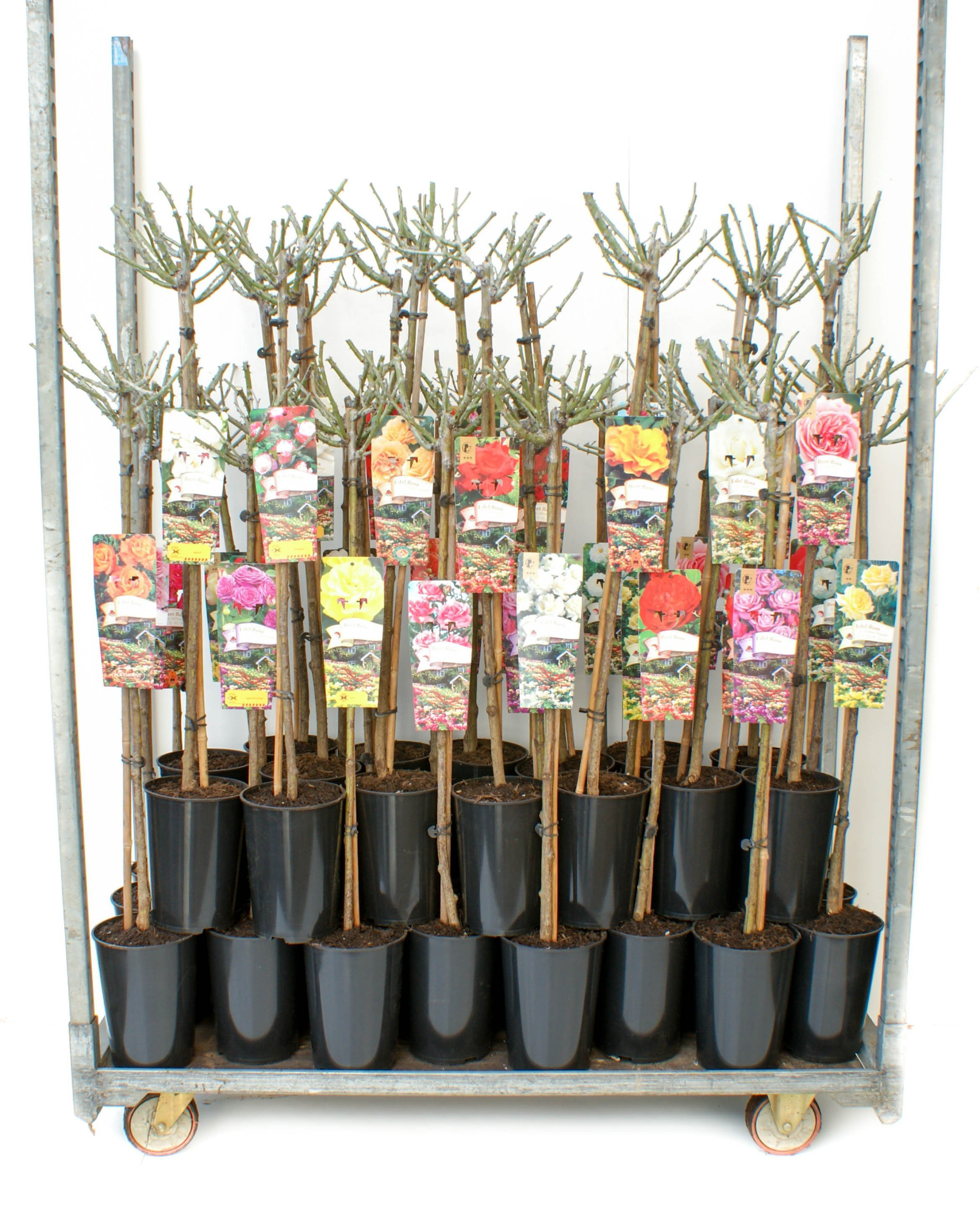 Stamrozen mix RPC4, D 21