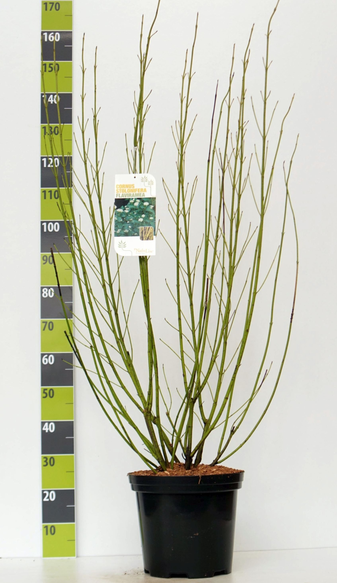 Cornus sericea 'Flaviramea' C 12, D 30