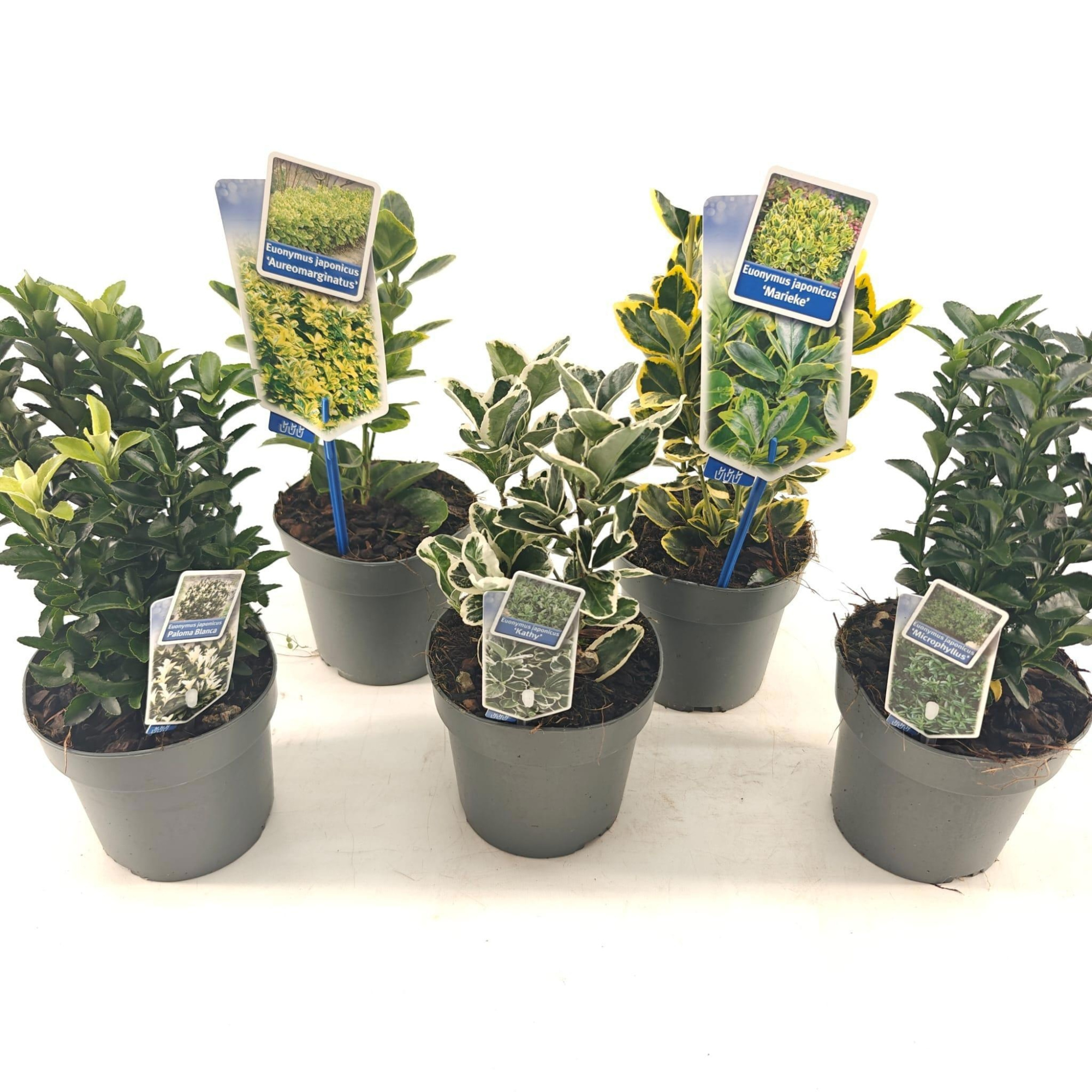 Euonymus mix P13 (minimum order one layer), D 13