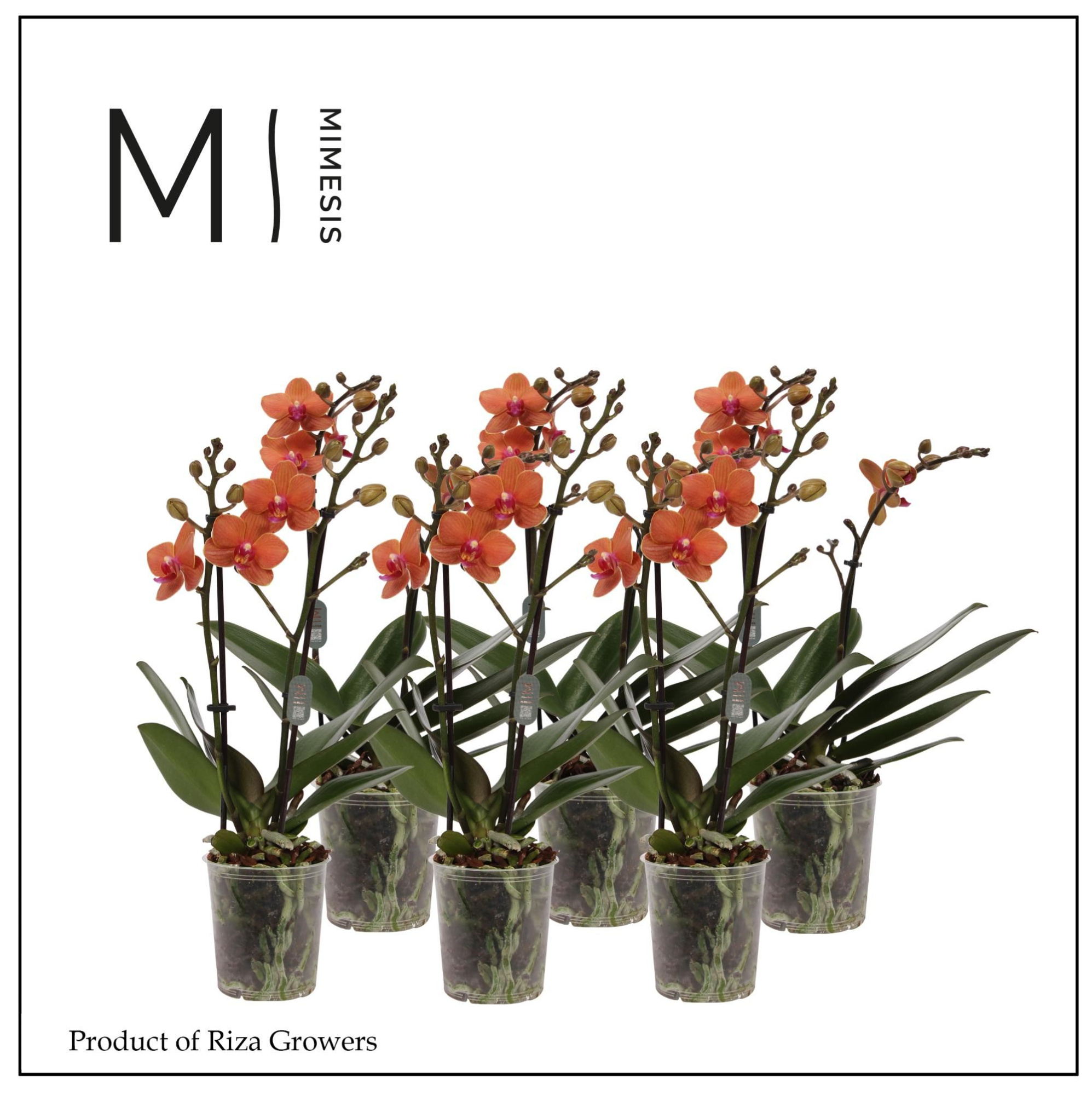 Phalaenopsis Multi Orange 2 spike - 12cm | Mimesis, D 12 cm