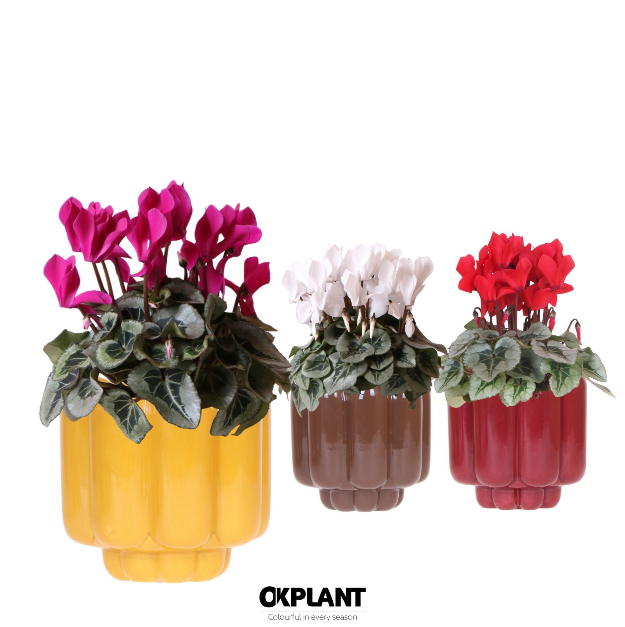 Cyclamen mix in Retro pot yellow mix, D 12 cm