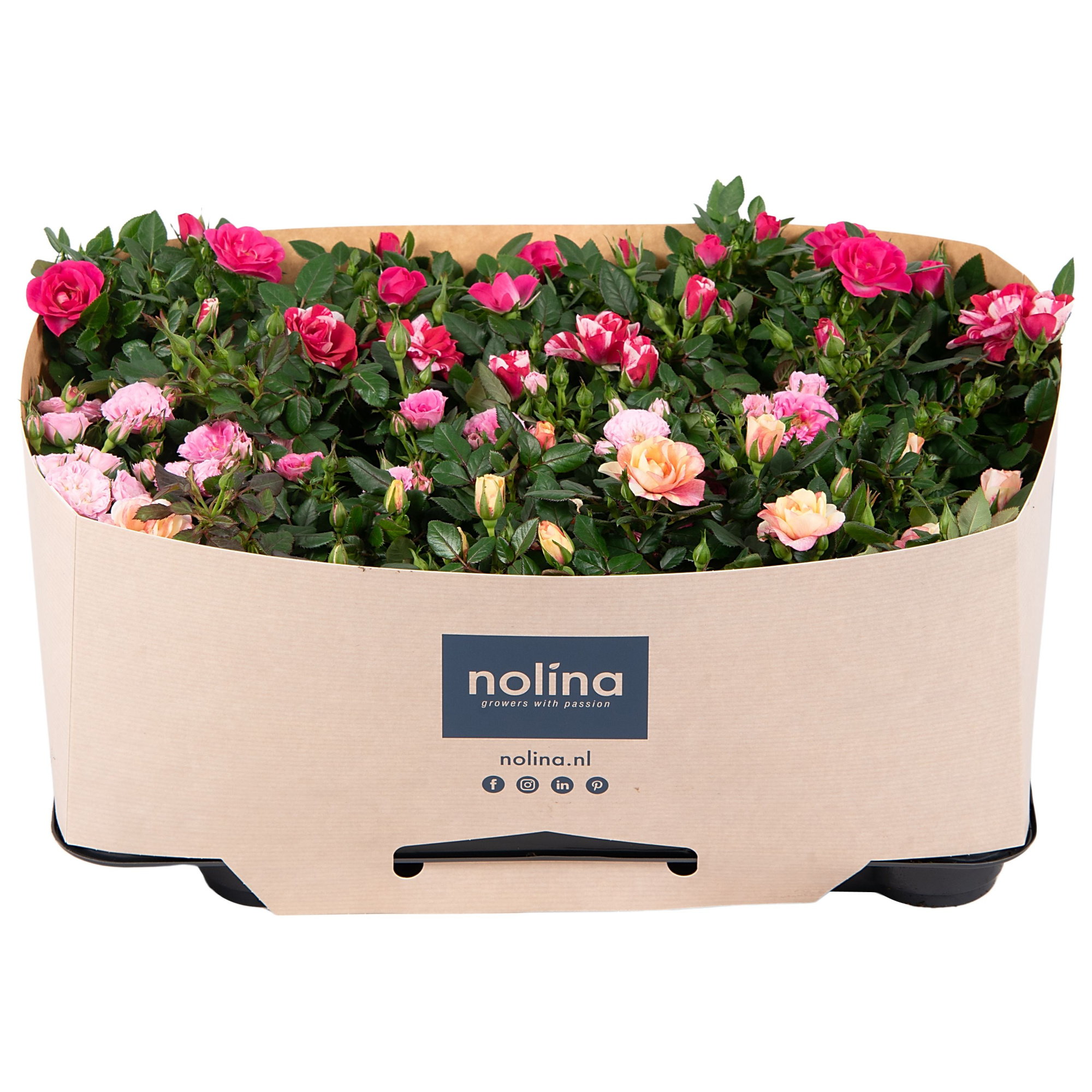 Nolina Roses Ø 7 cm Special Mix with tray collar, D 7