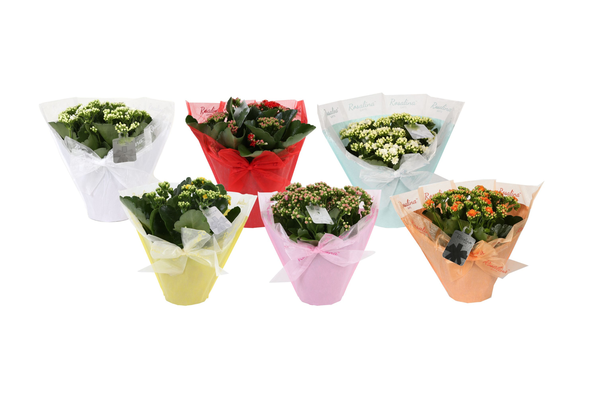 KP-730.1 -Kalanchoe Rosalina 15cm in Pastel Gifts, D 15 cm