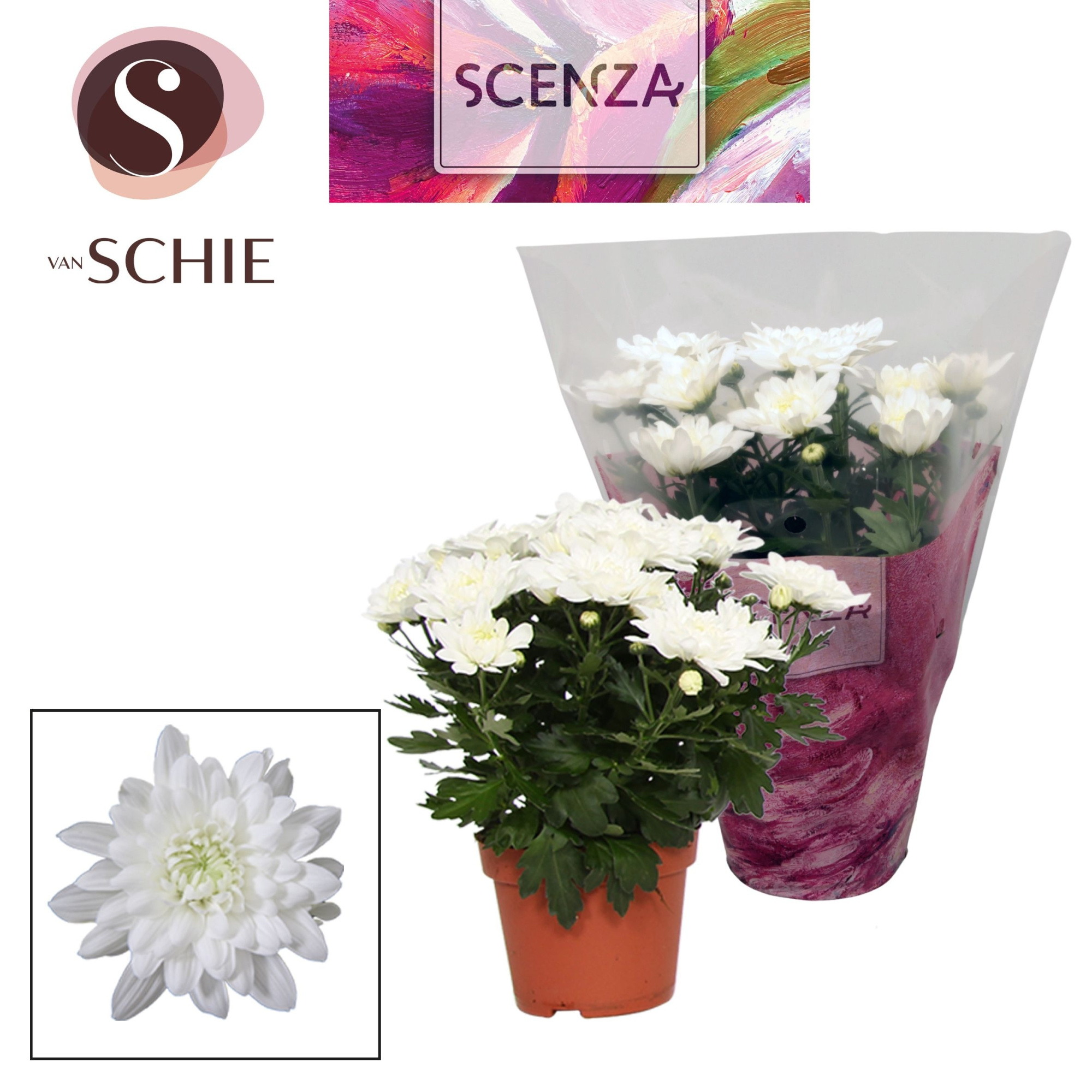 Chrysant Chrystal White, D 13 cm