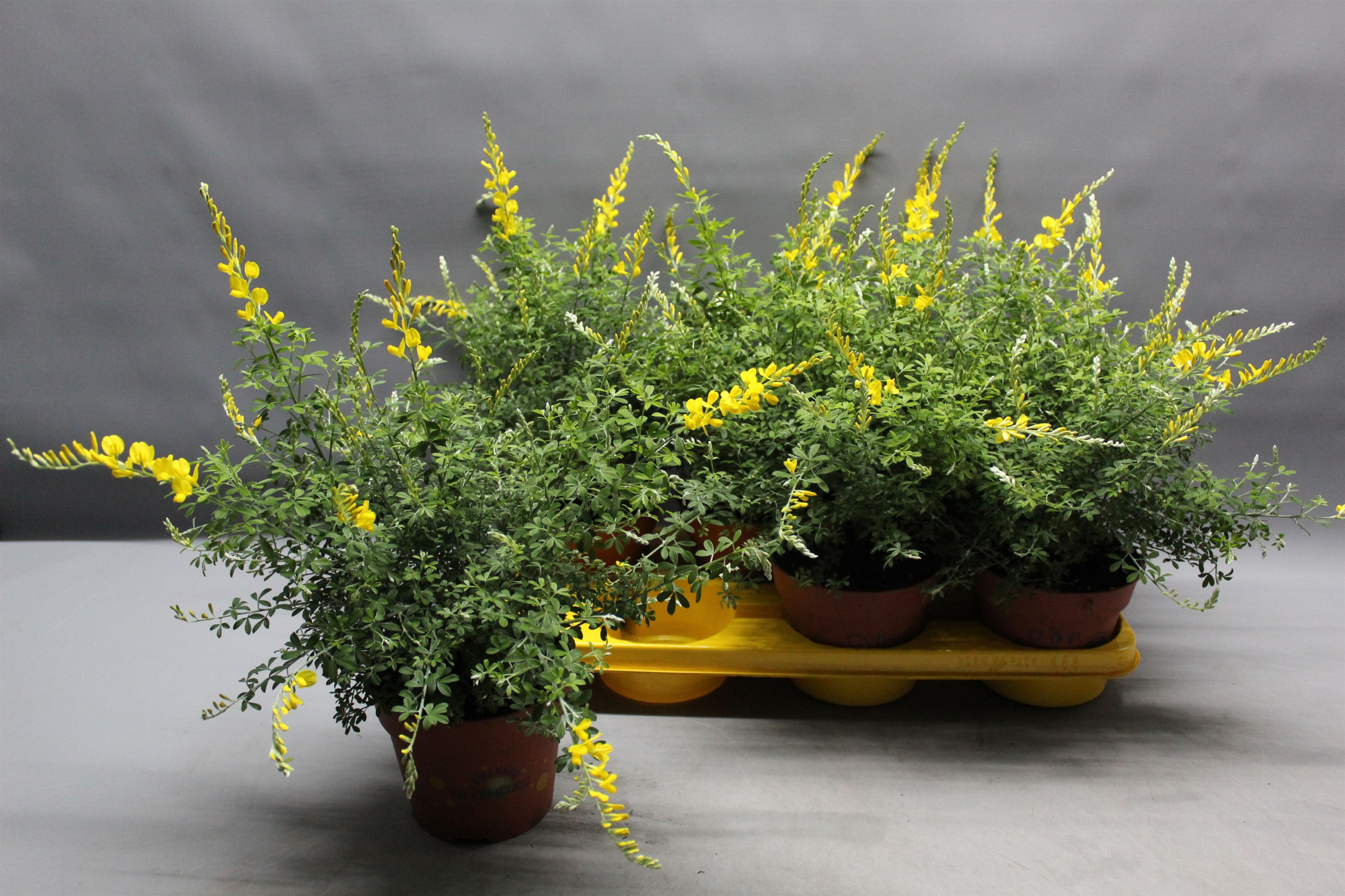 Cytisus x racemosus, D 15