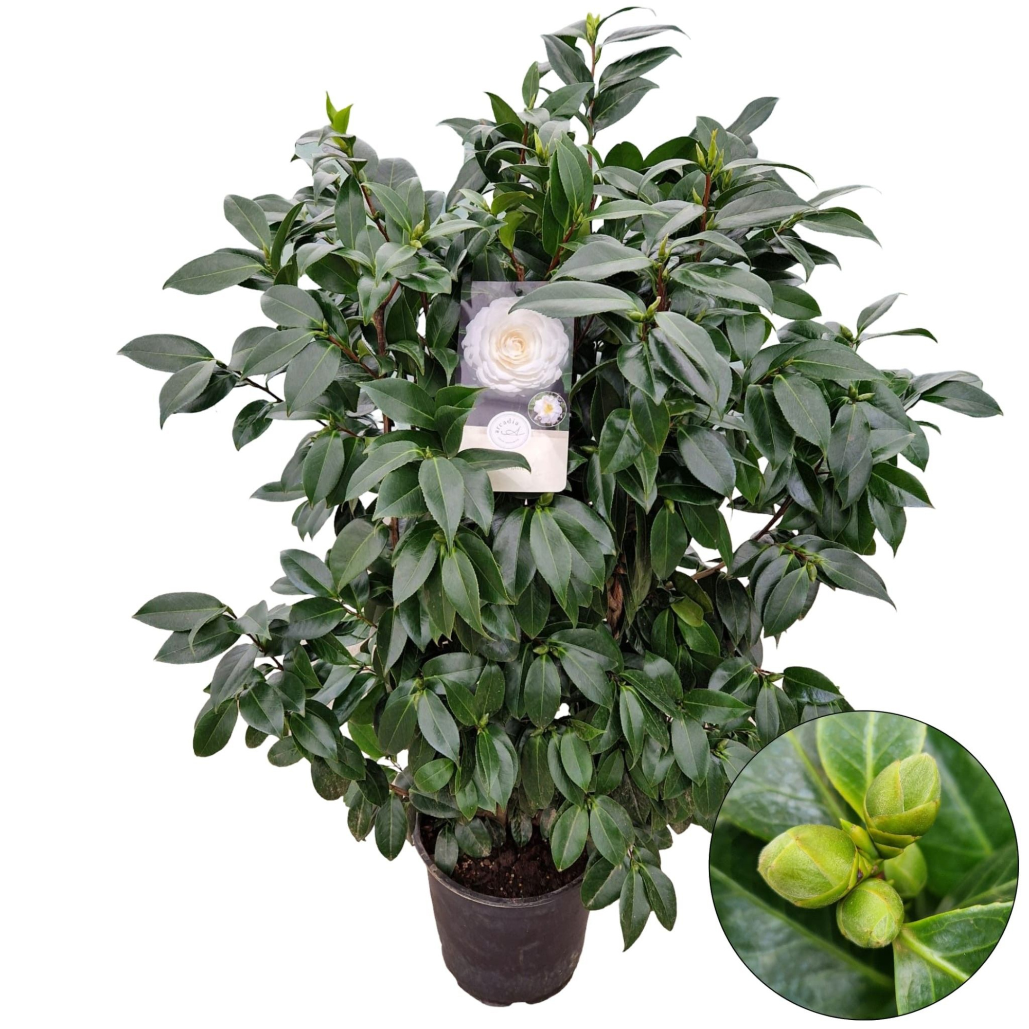 Camellia jap. 'White', D 29 cm
