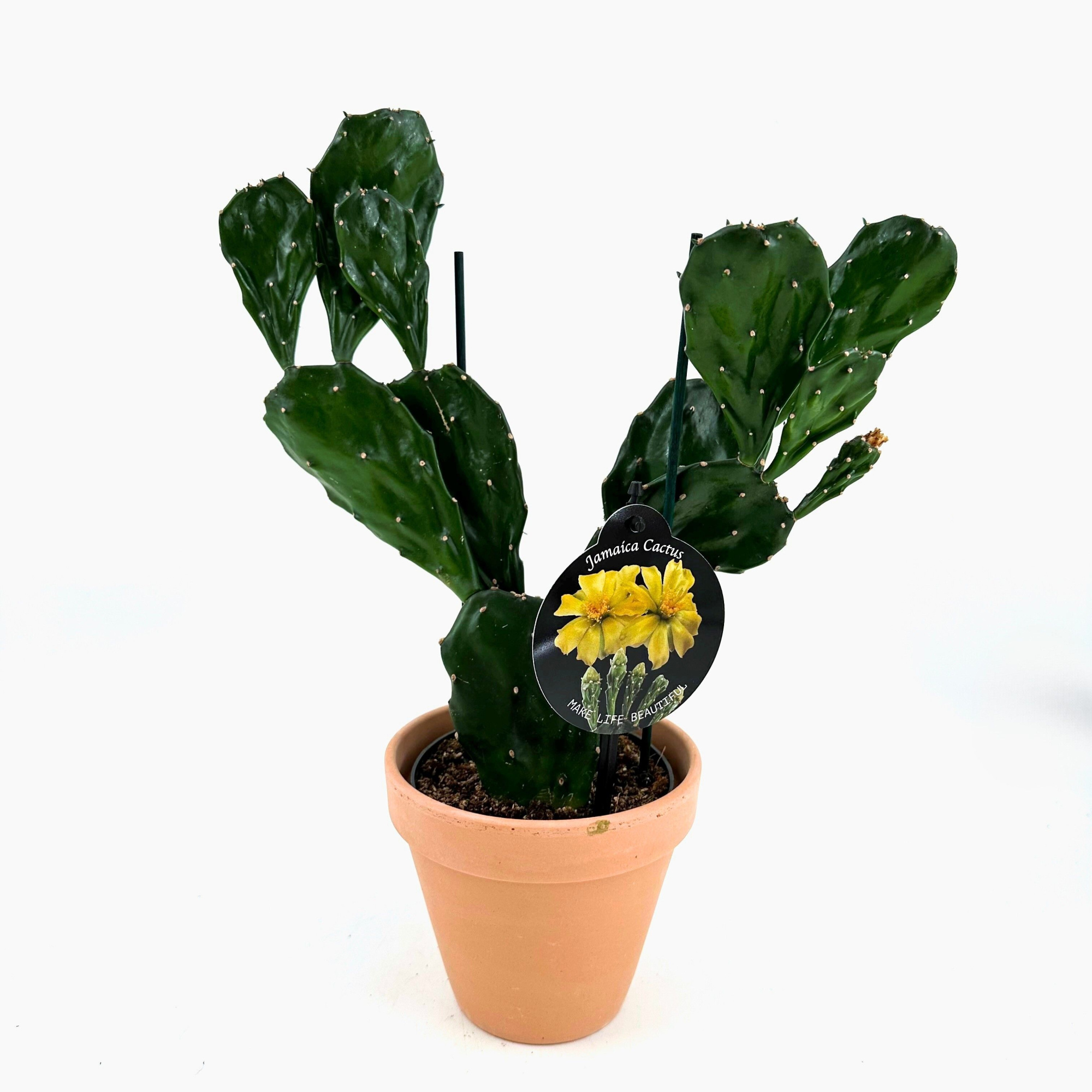 Opuntia 'Jamaica Cactus' w/claypot, D 13 cm