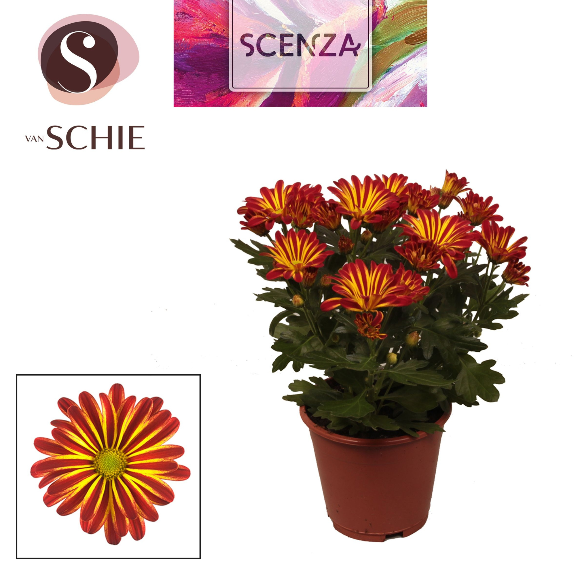 Chrysant Rainbow Circus, D 13 cm