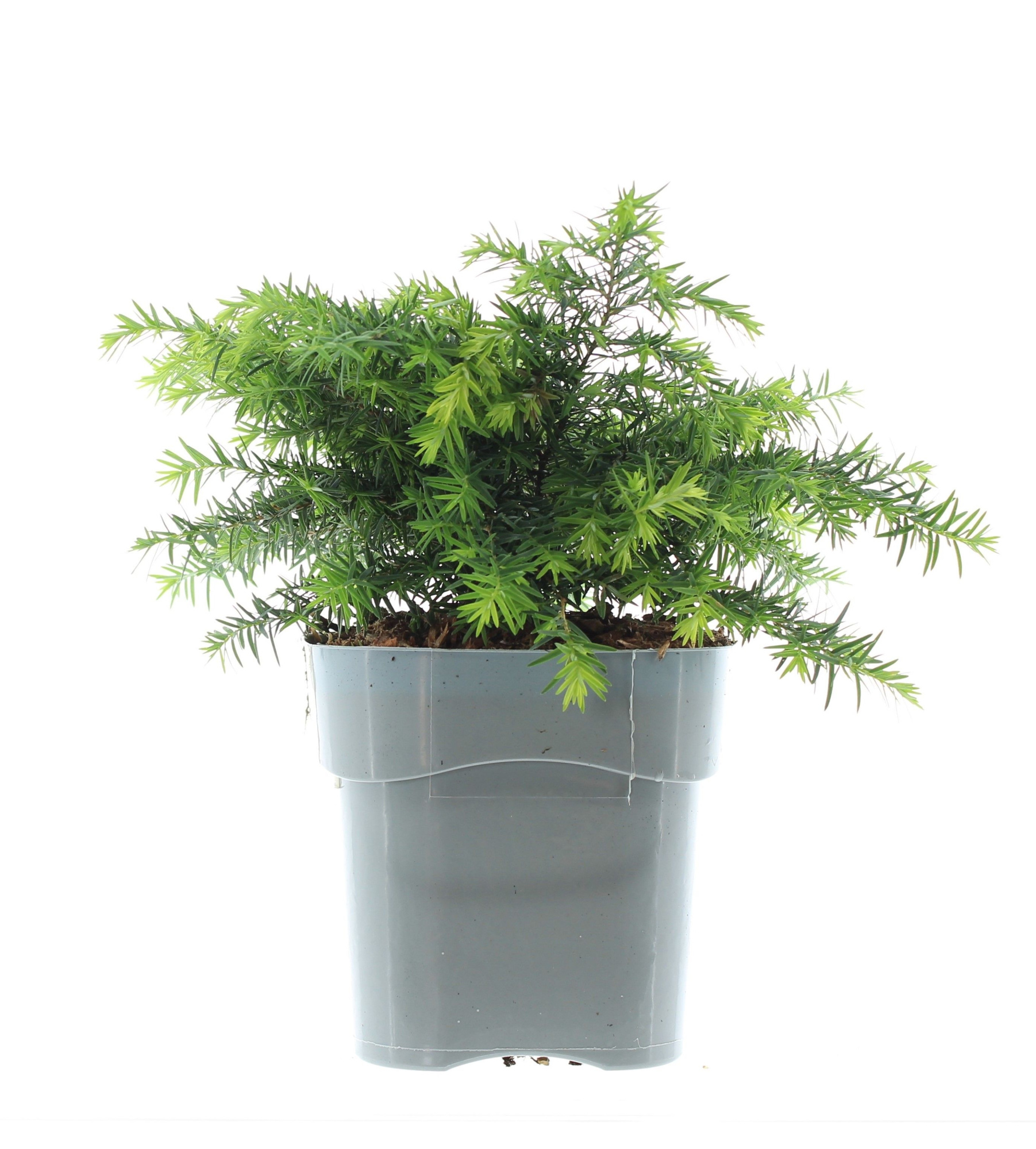 Tsuga canadensis 'Jeddeloh', D 17