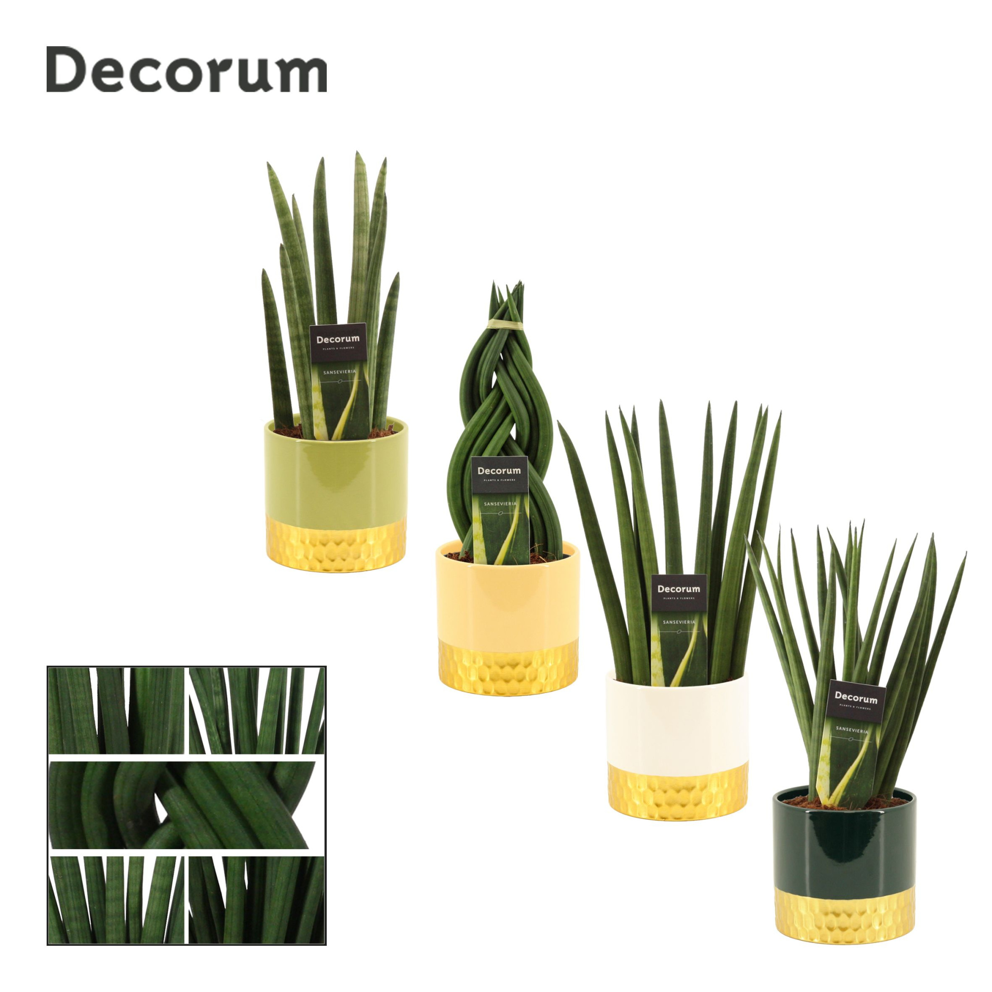 Sansevieria cylindrica 12 cm mix in Frederique (Top blend-collec, D 12 cm