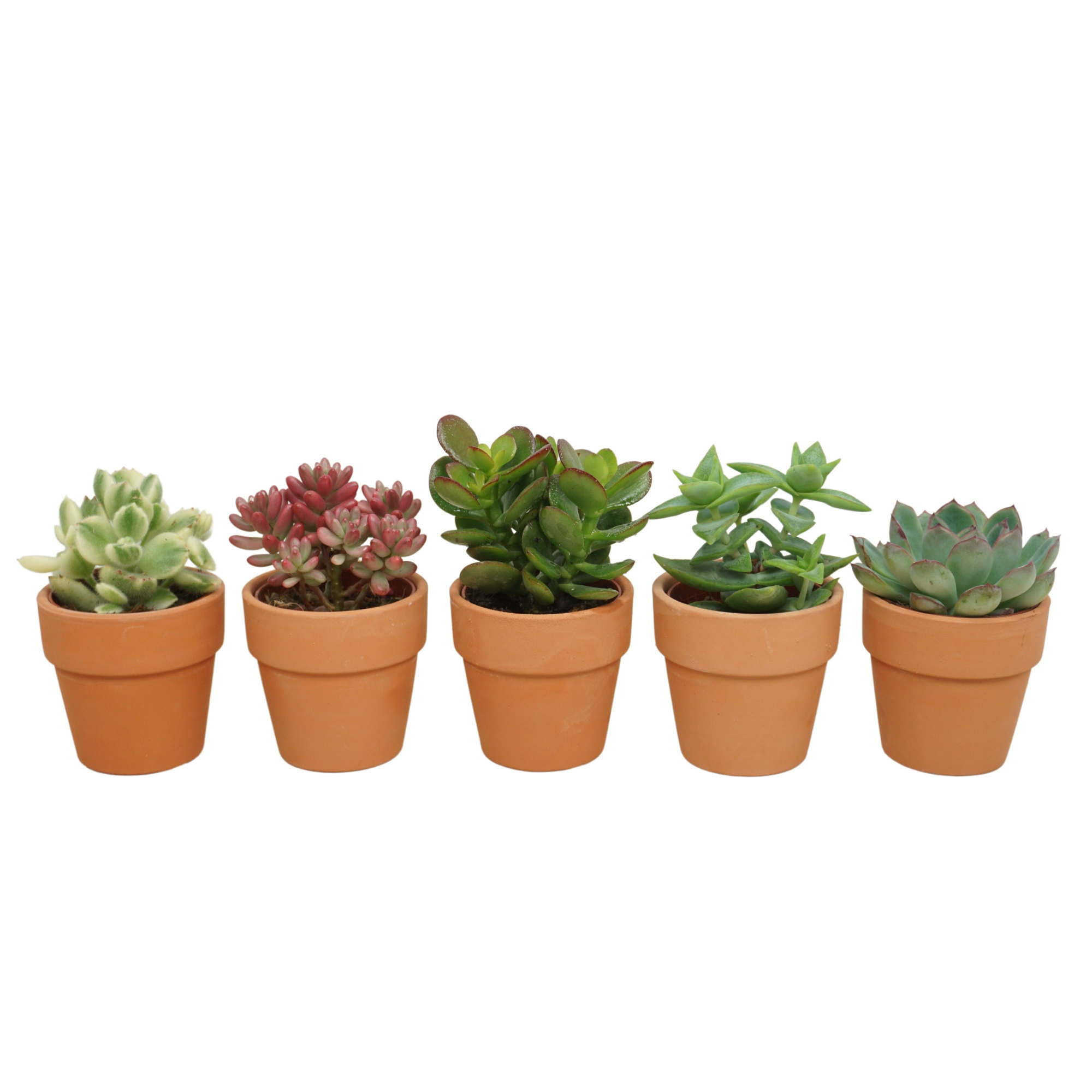Succulent mix in 6 cm 'Terracotta Kraagpotje', D 5,5