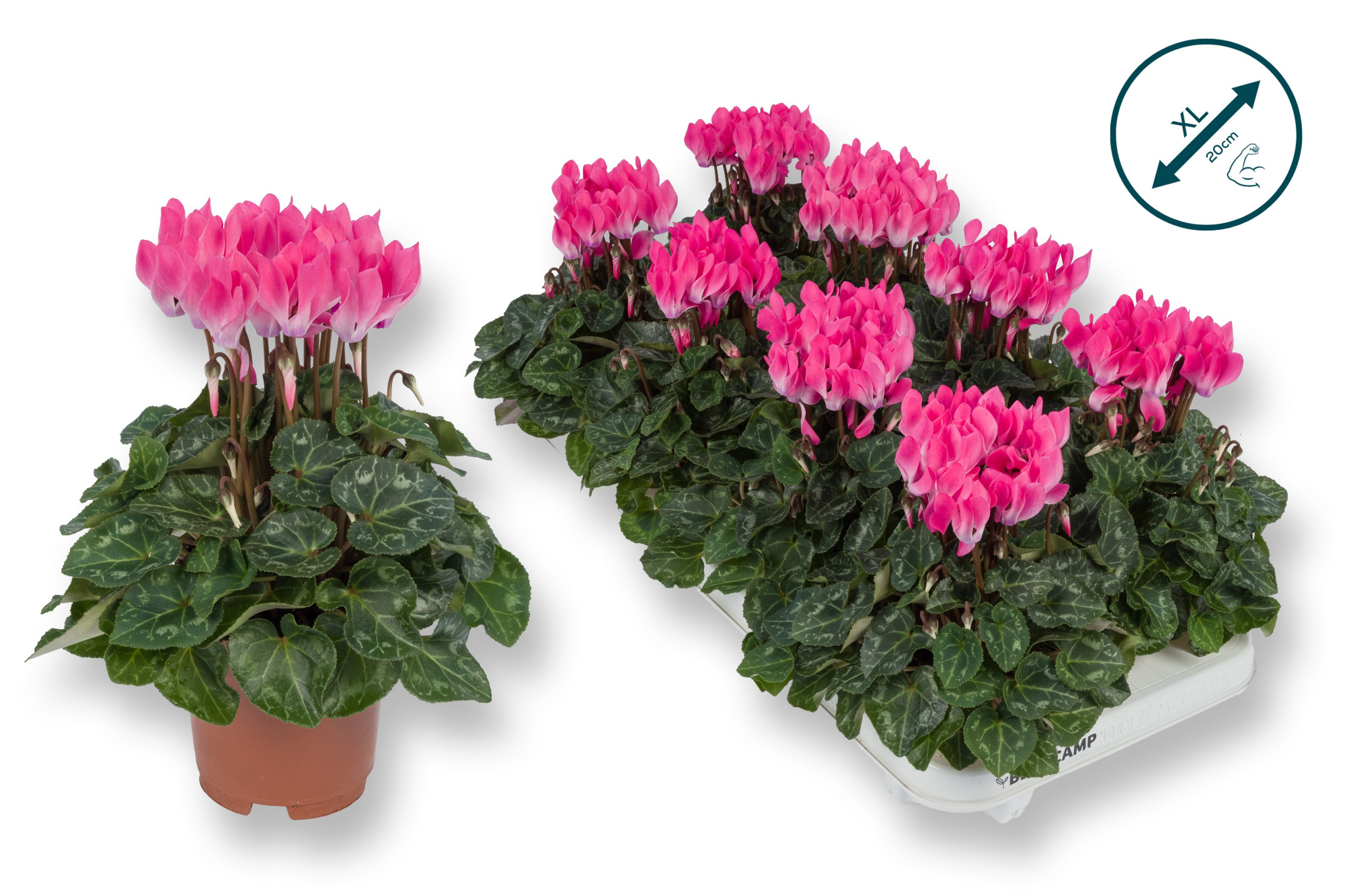 Cyclaam-XL-LICHT ROZE, D 10,5