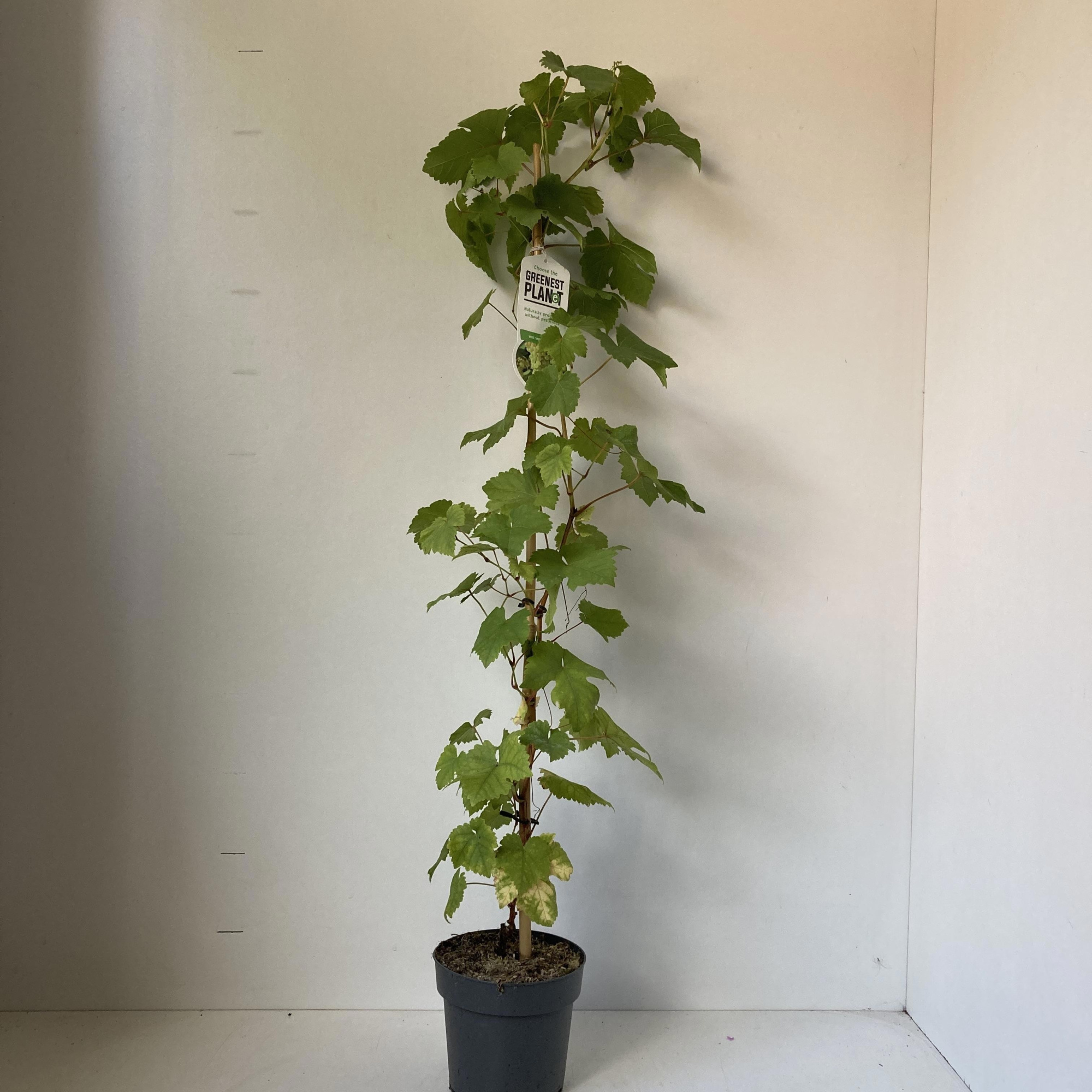 Vitis vin. 'Vroege van der Laan' - gestokt, D 17 cm