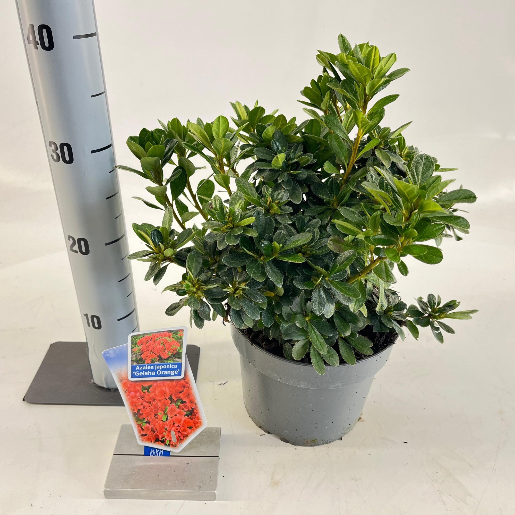 Rhododendron (AJ) 'Geisha Orange', D 19 cm