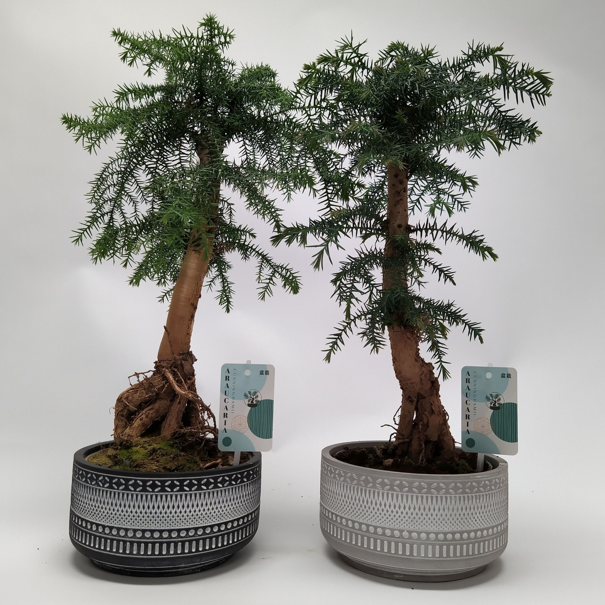 Araucaria cunninghamii Bonsai 'Tribal' 18 cm, D 18 cm