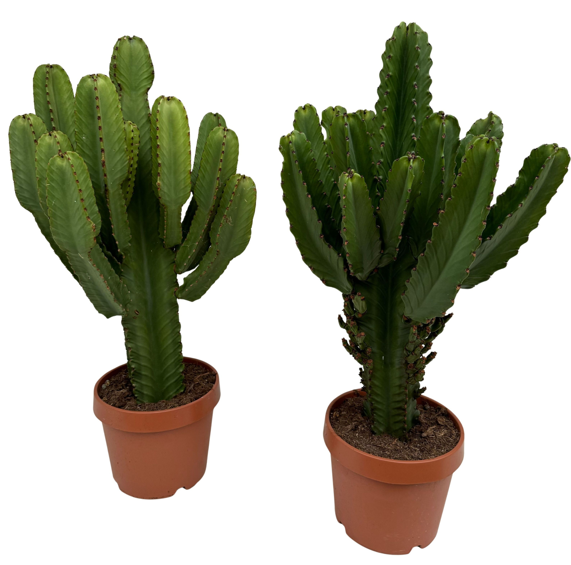 Euphorbia ingens P30, D 30 cm