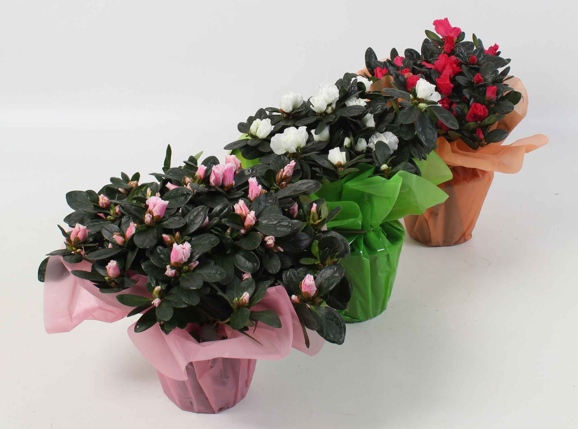 Azalea Wit/Rose/Zalm/Bont rondella, D 13