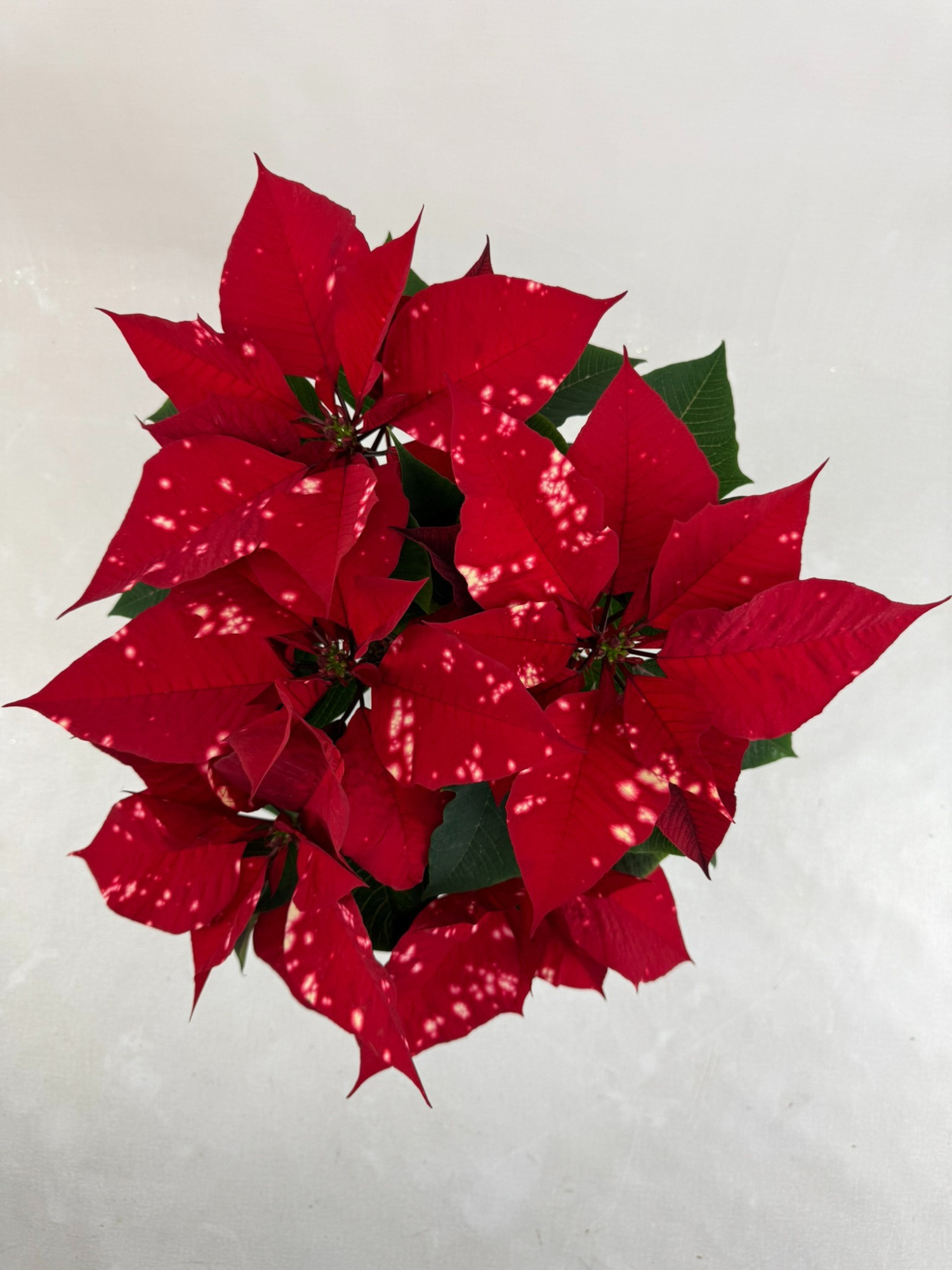 Fantasy star rood pot 13, D 13 cm