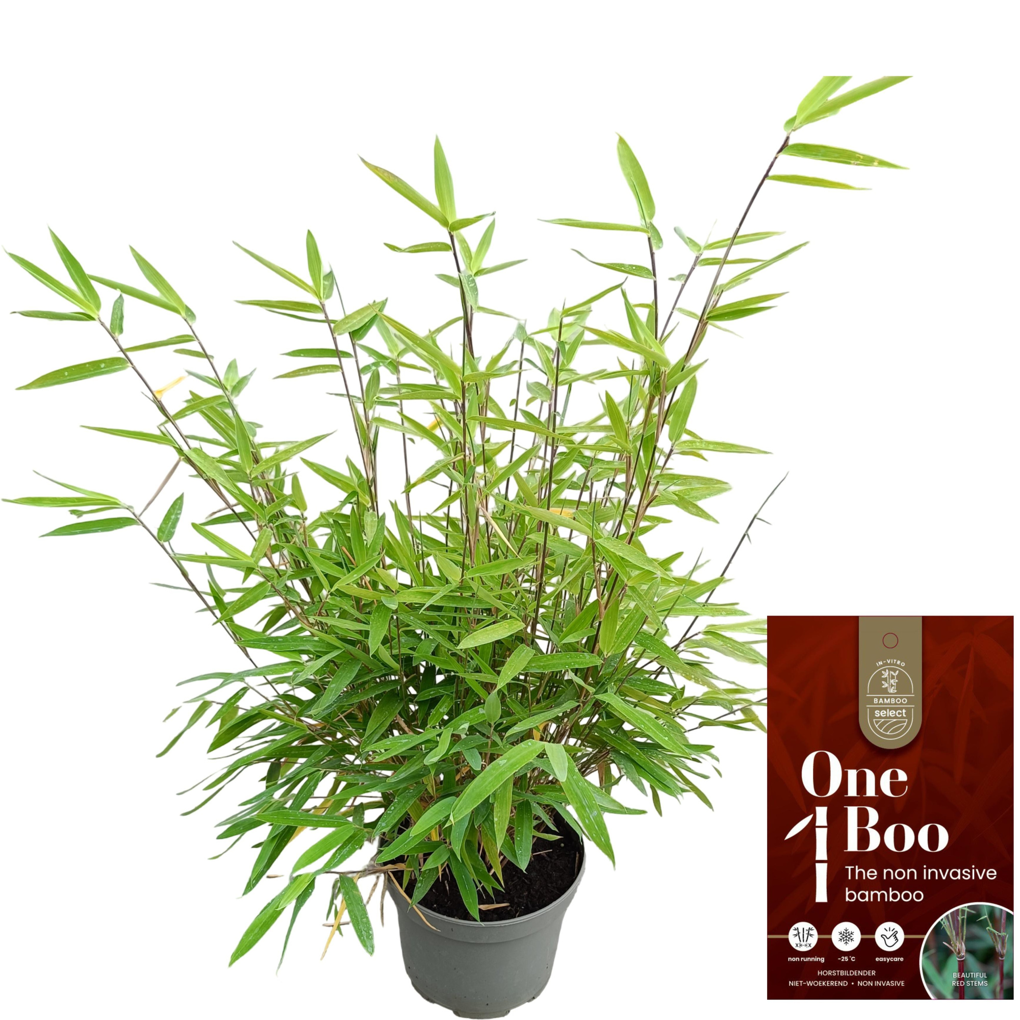 Fargesia nitida 'Red Dragon' C2, D 17