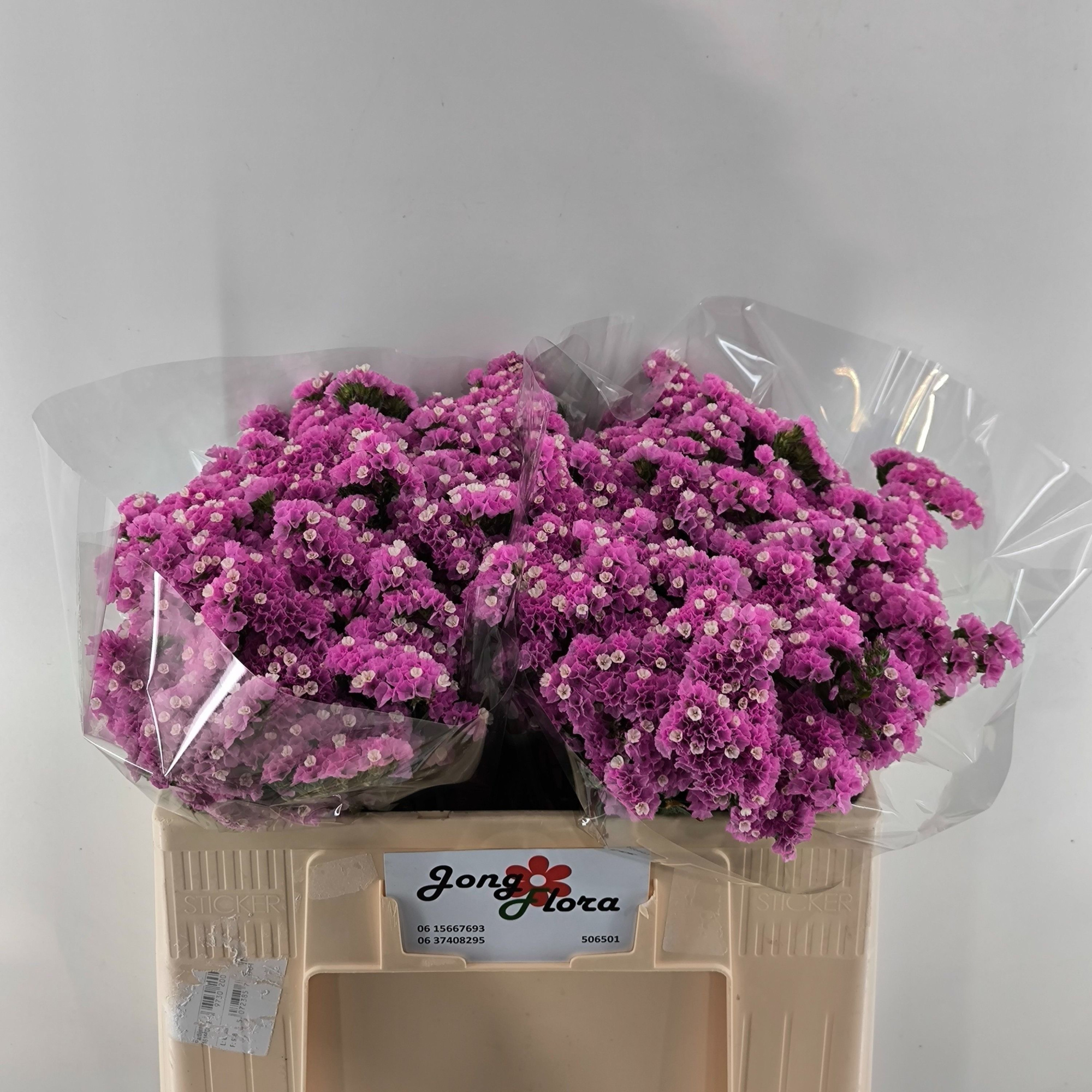 Статица Музишал Вингз 50, шт.