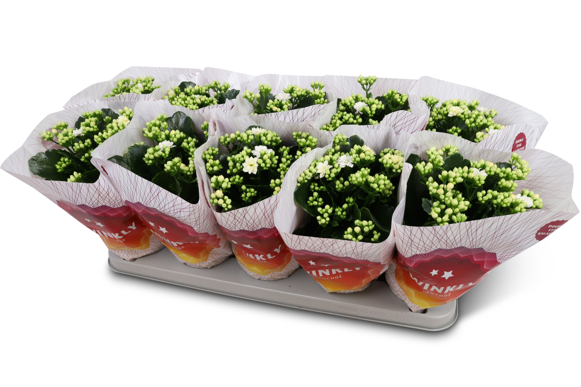 Kalanchoë Perfecta White Twinkly hoes, D 12 cm