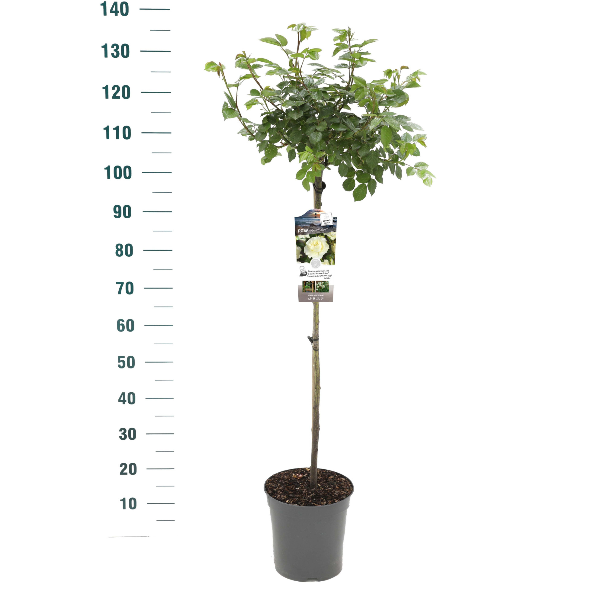 Rosa 'White Meilove' - 90 Stam - Exclusive Collection, D 24 cm