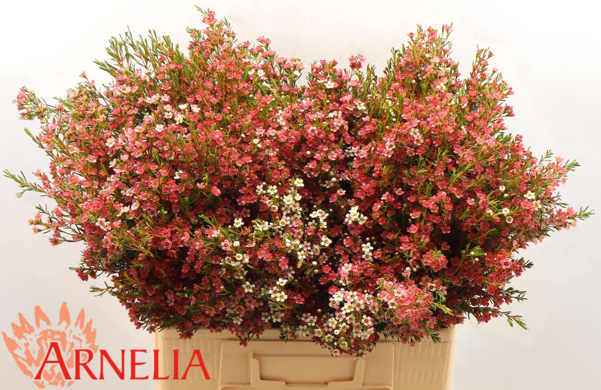 Шамелациум Май Свит Сикстин 60, шт.