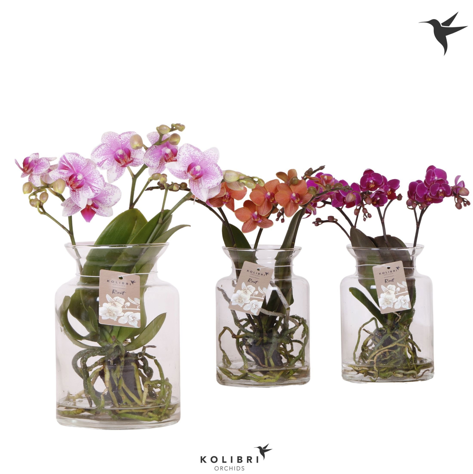 Kolibri Orchids Phalaenopsis Roots mix in glas stolp transparant, D 16