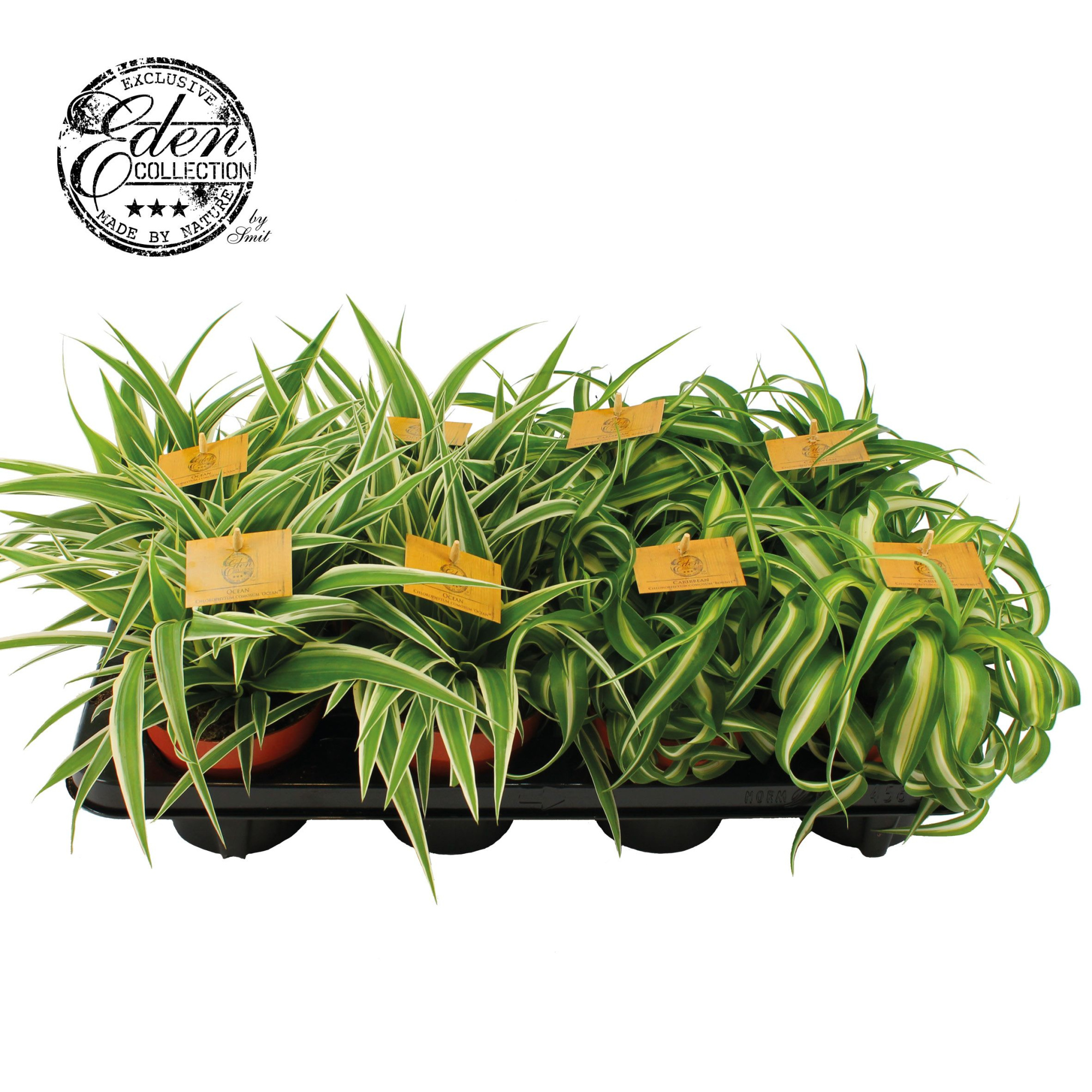 Chlorophytum gemengd 12cm, D 12