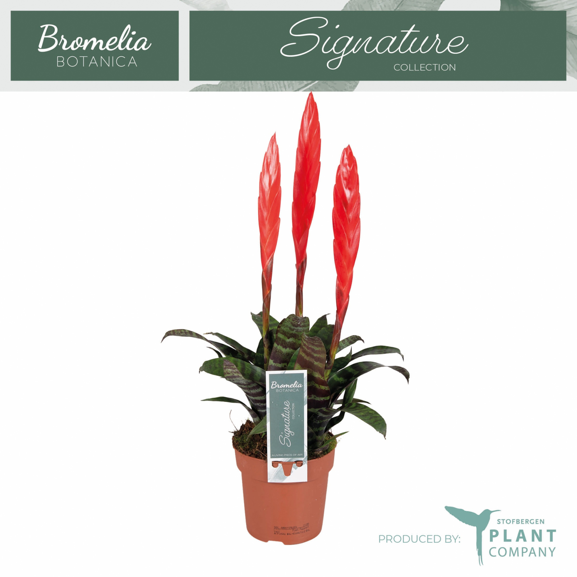 Vriesea era Toef, D 12 cm