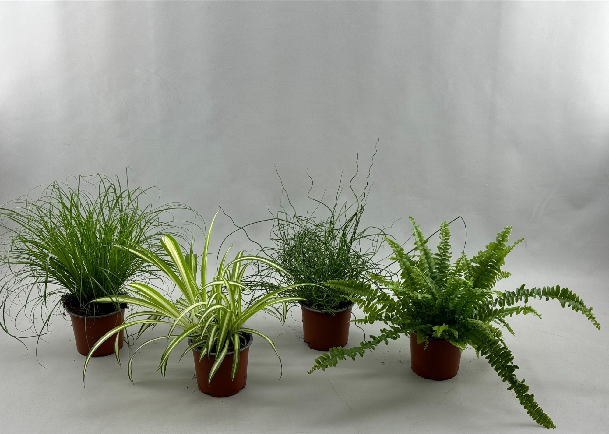 groenmix 4 soorten met Cy,Ju,Chlo,Va, D 12 cm