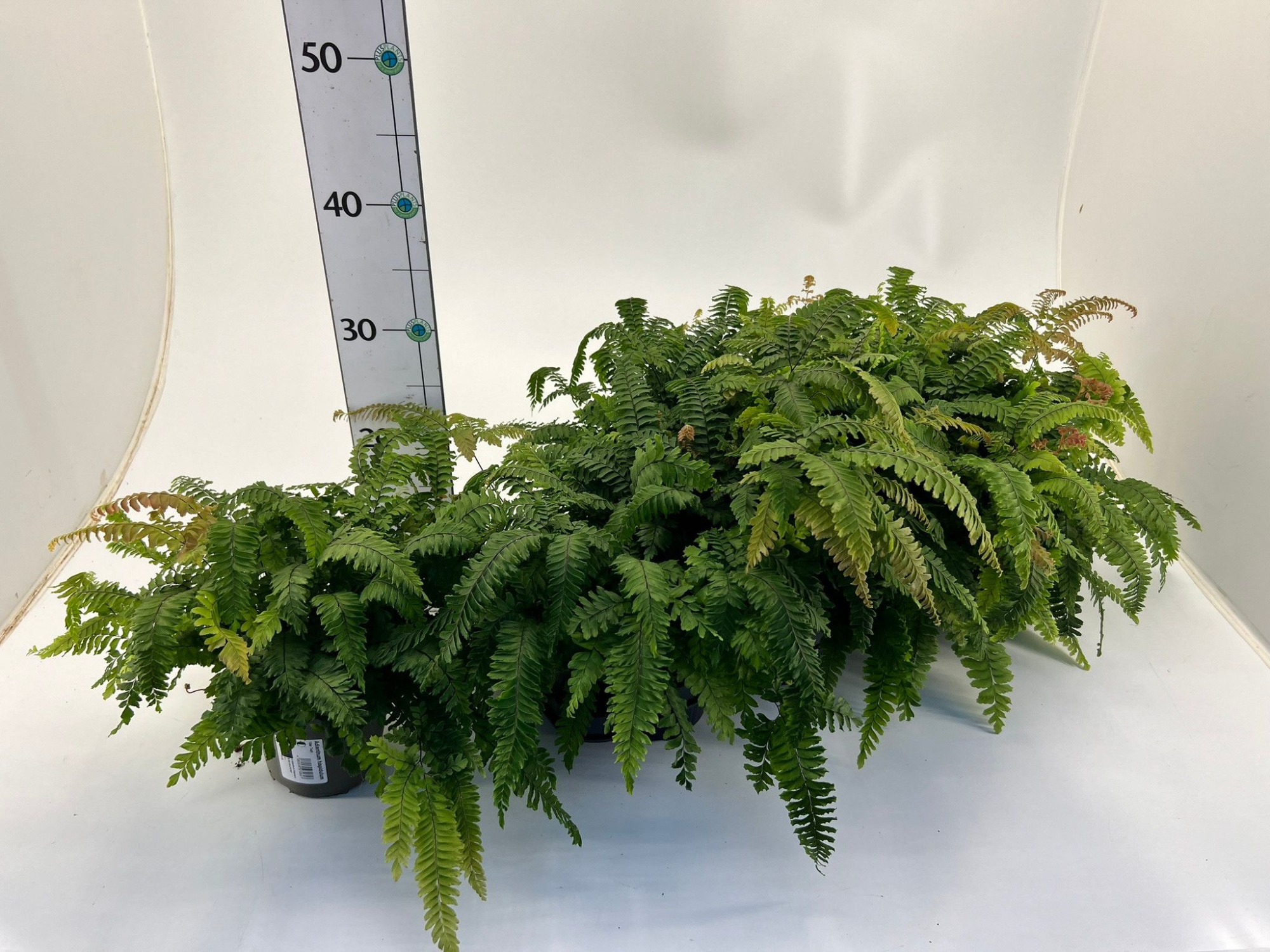 Farn/ Adiantum 'Bronze Venus', D 12