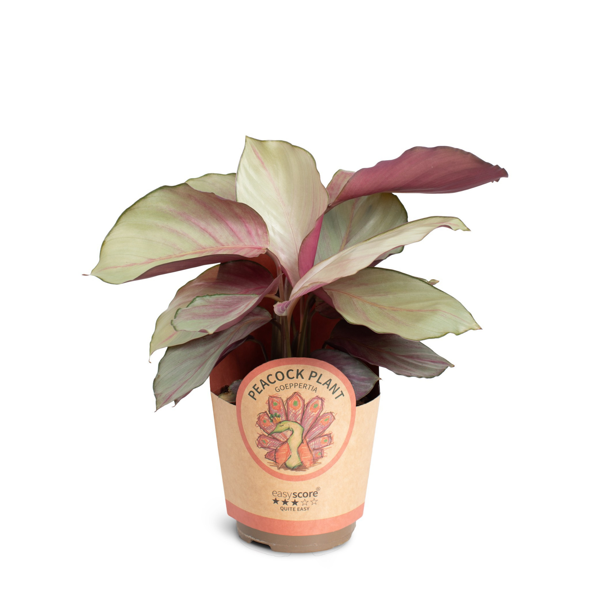 Calathea 'Silver Plate', D 11