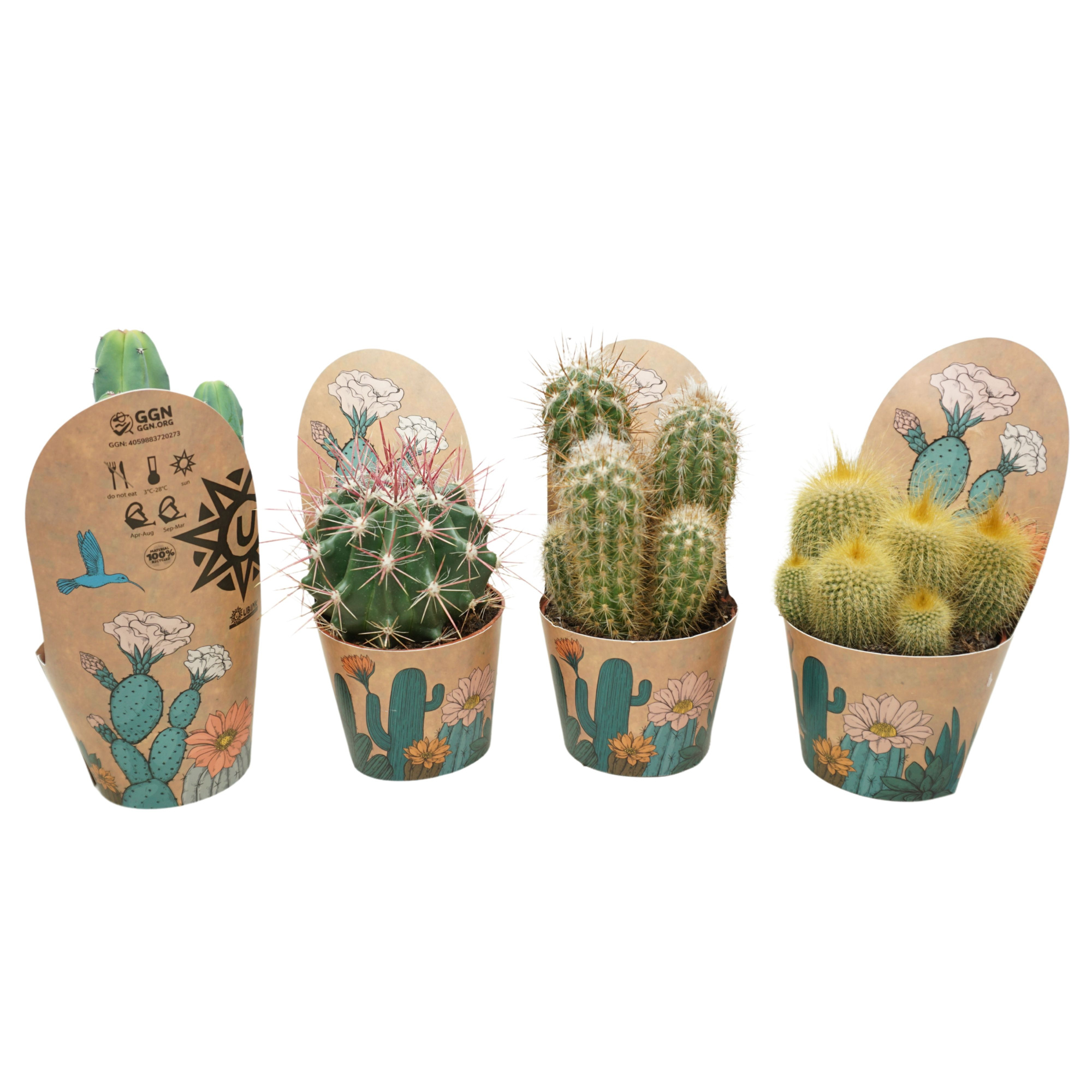 Cactus mix 10,5 cm in Ubink potcover, D 10,5