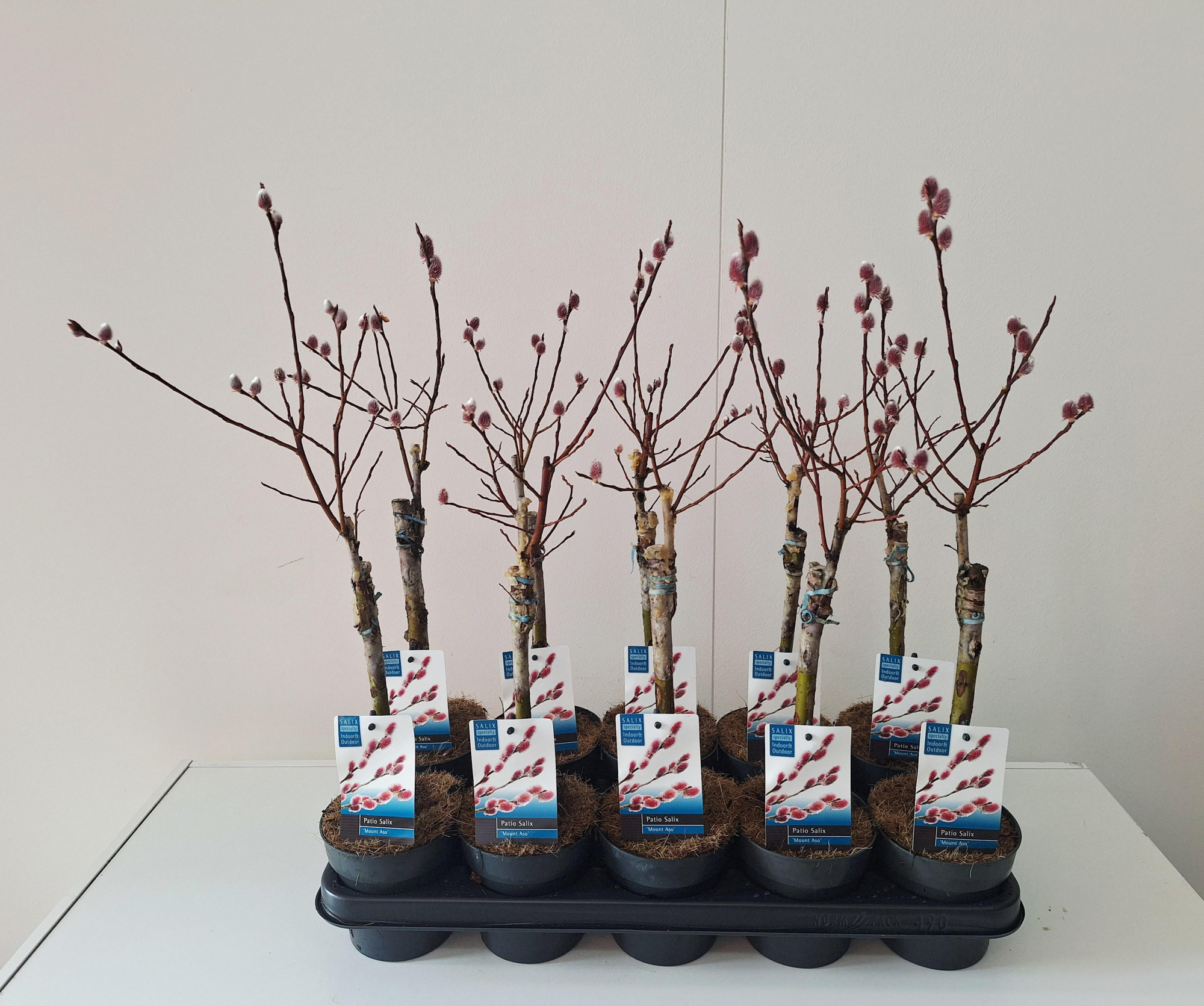 Salix Mount Aso stam 30, D 12