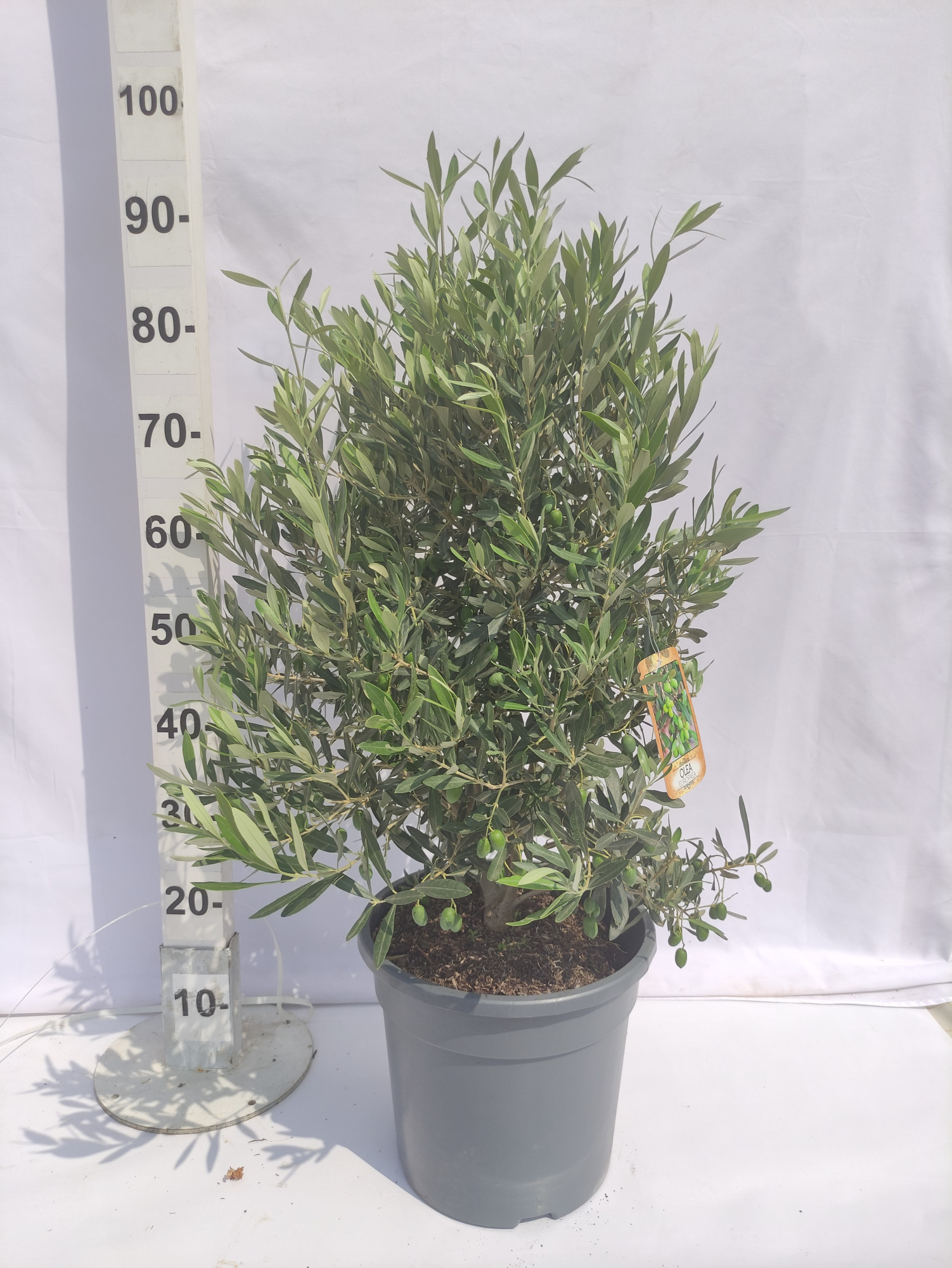 Olea Europaea, D 25 cm