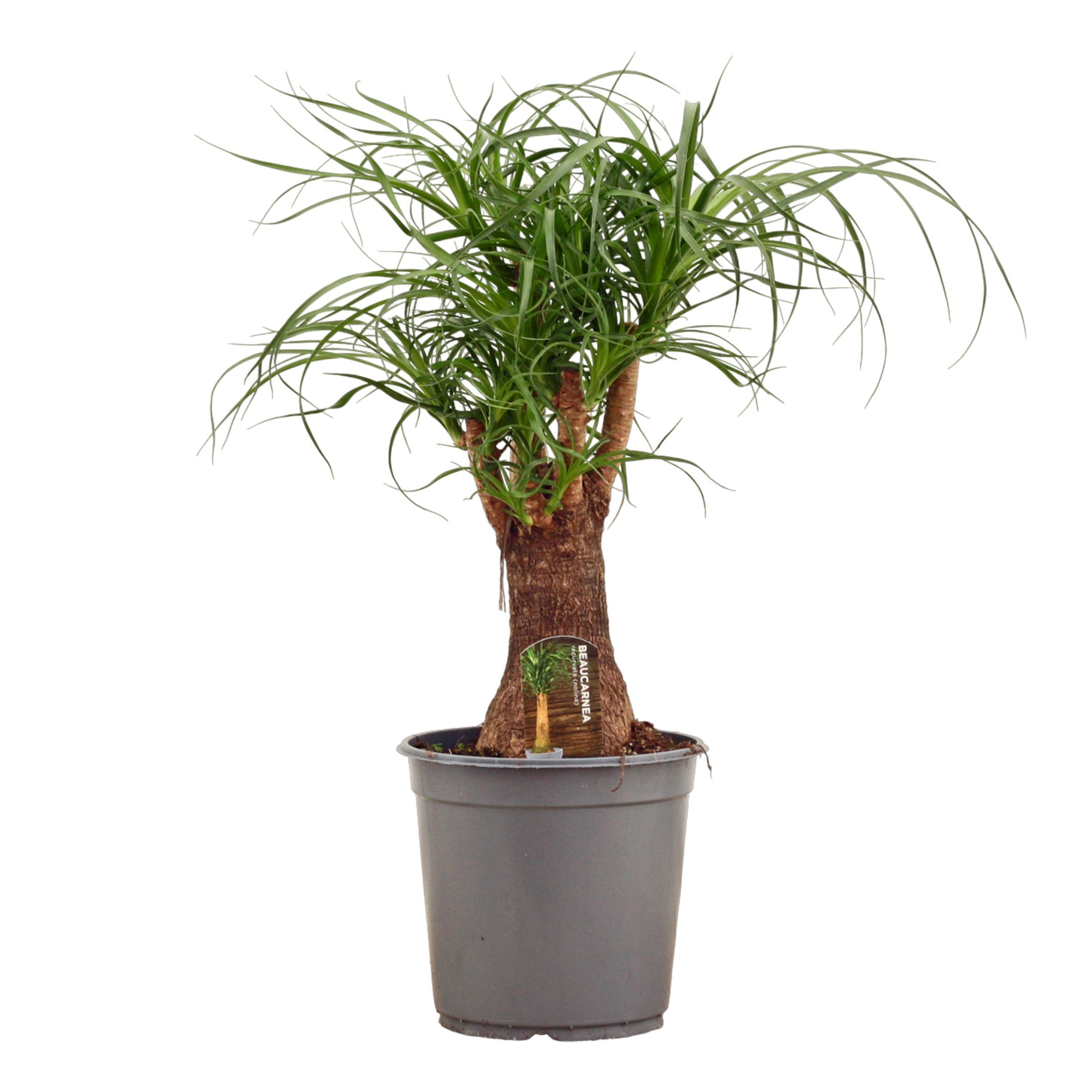 Beaucarnea vertakt 24 cm, D 24 cm