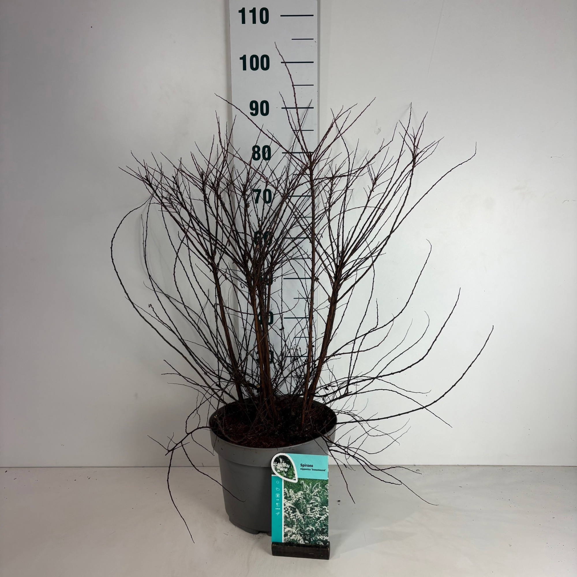 Spiraea nipponica Snowmound, D 29