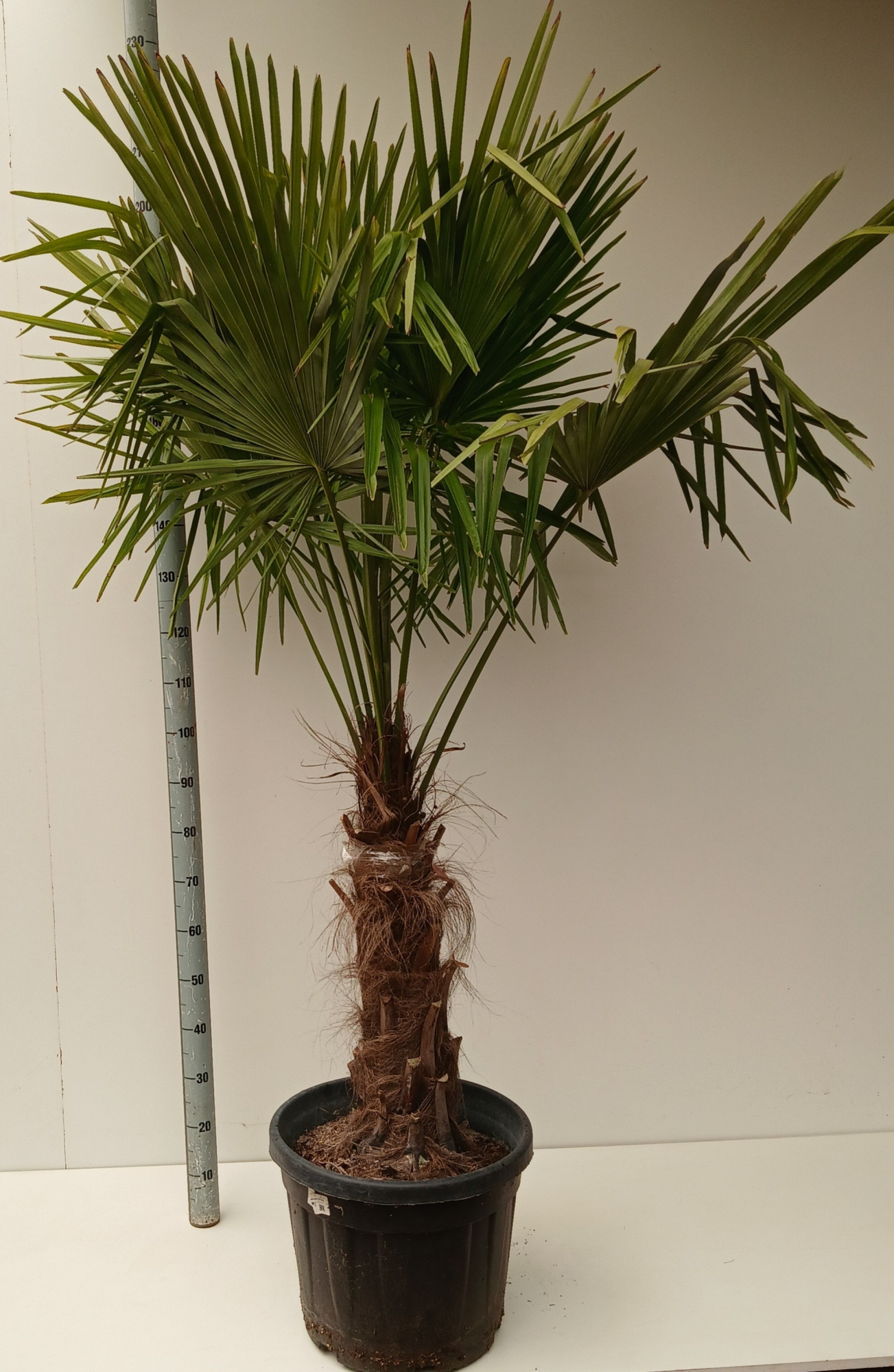 Trachycarpus fortunei, D 40 cm