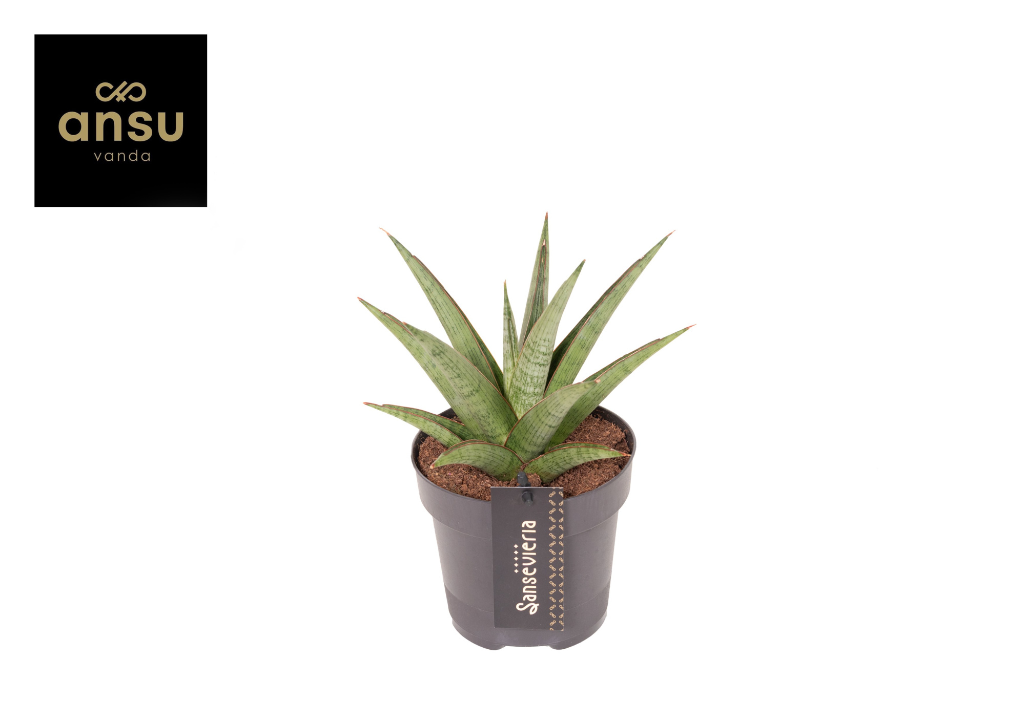 Sansevieria Comet Canoe No. 2, D 12