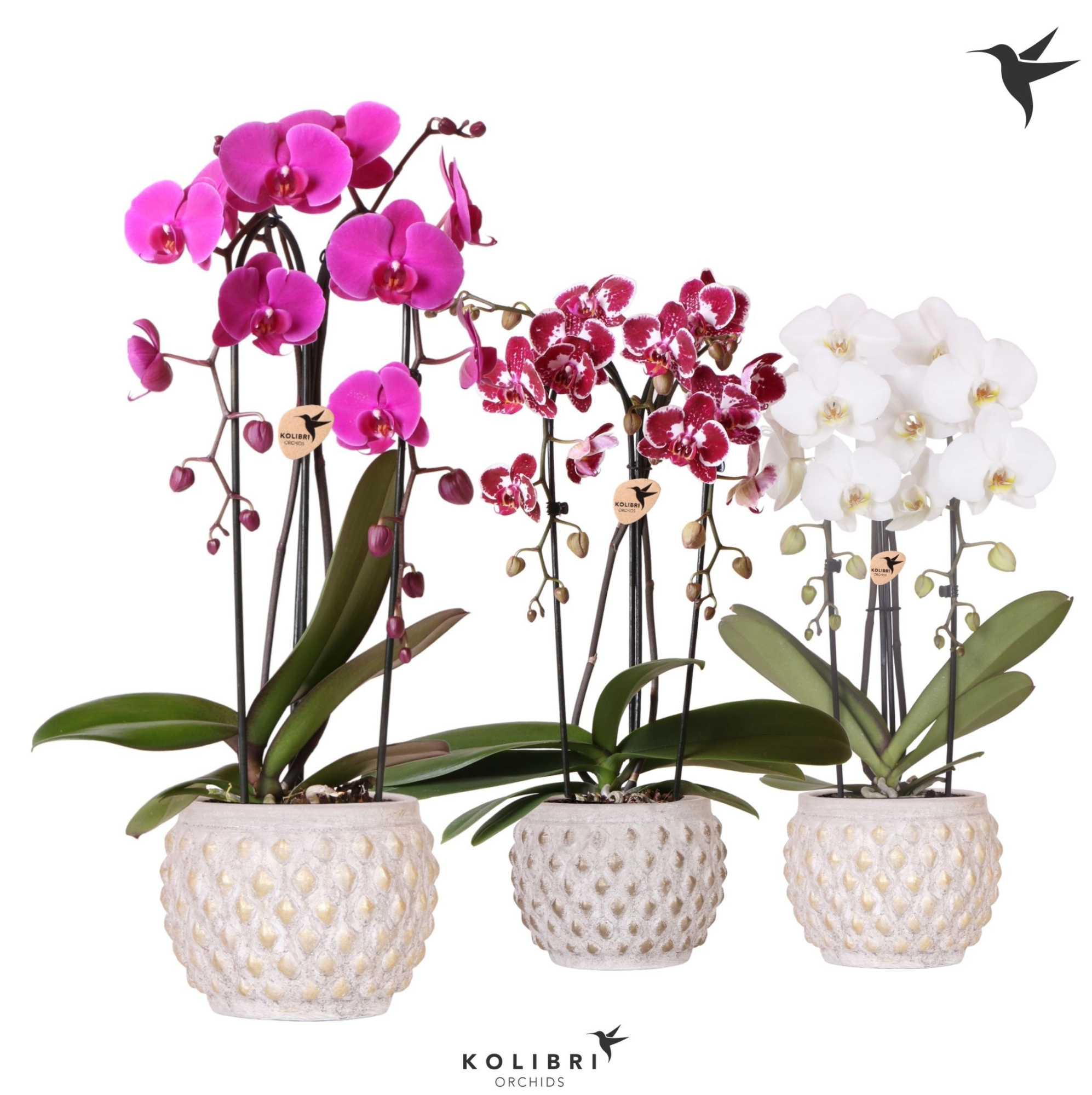 Kolibri Orchids Phalaenopsis Cascade Niagara Fall mix 2 spike in Marrakesh pot gold copper mix, D 12
