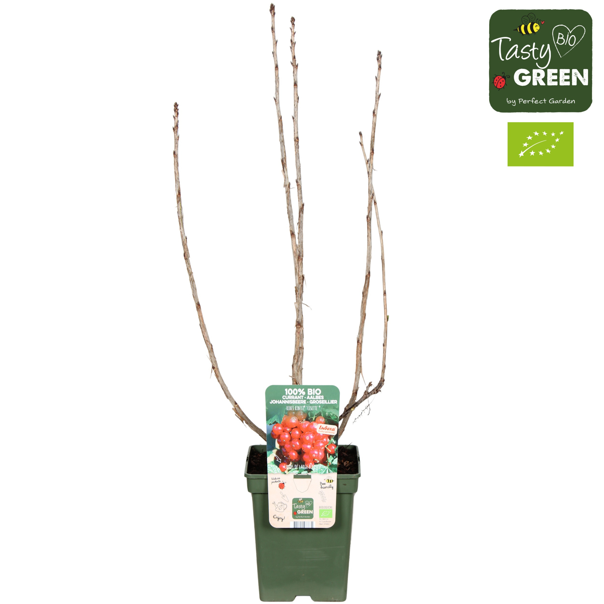 Ribes Ribest® Lisette® Bio P23, D 23