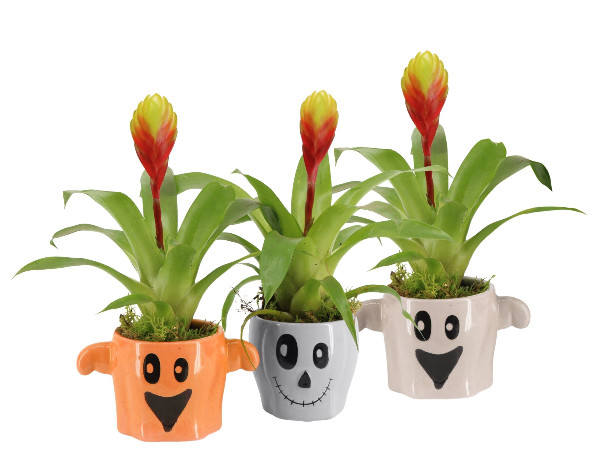 83272: Halloween arrangement, D 9 cm