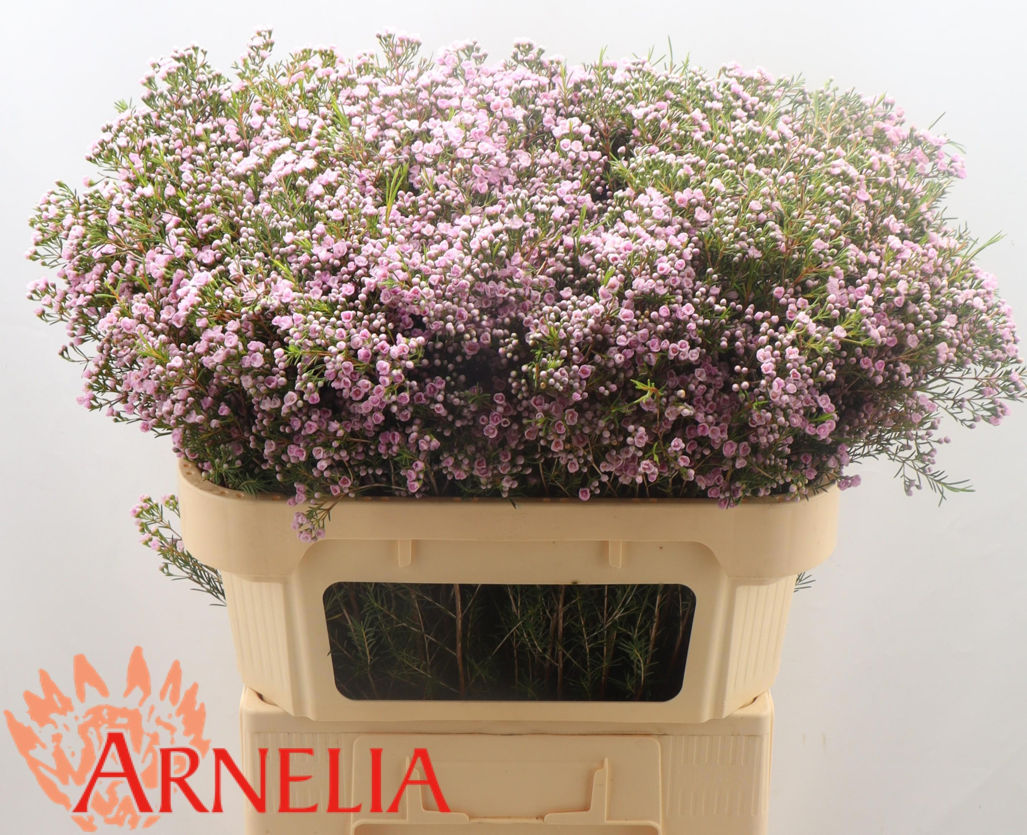 Шамелациум Пируэт 70, шт.